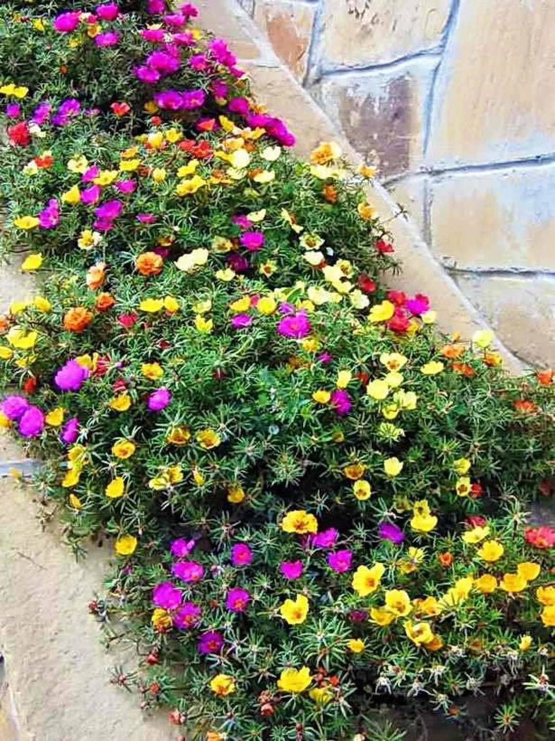 AGRYSO Wonderful Moss Rose Portulaca Mix Seed