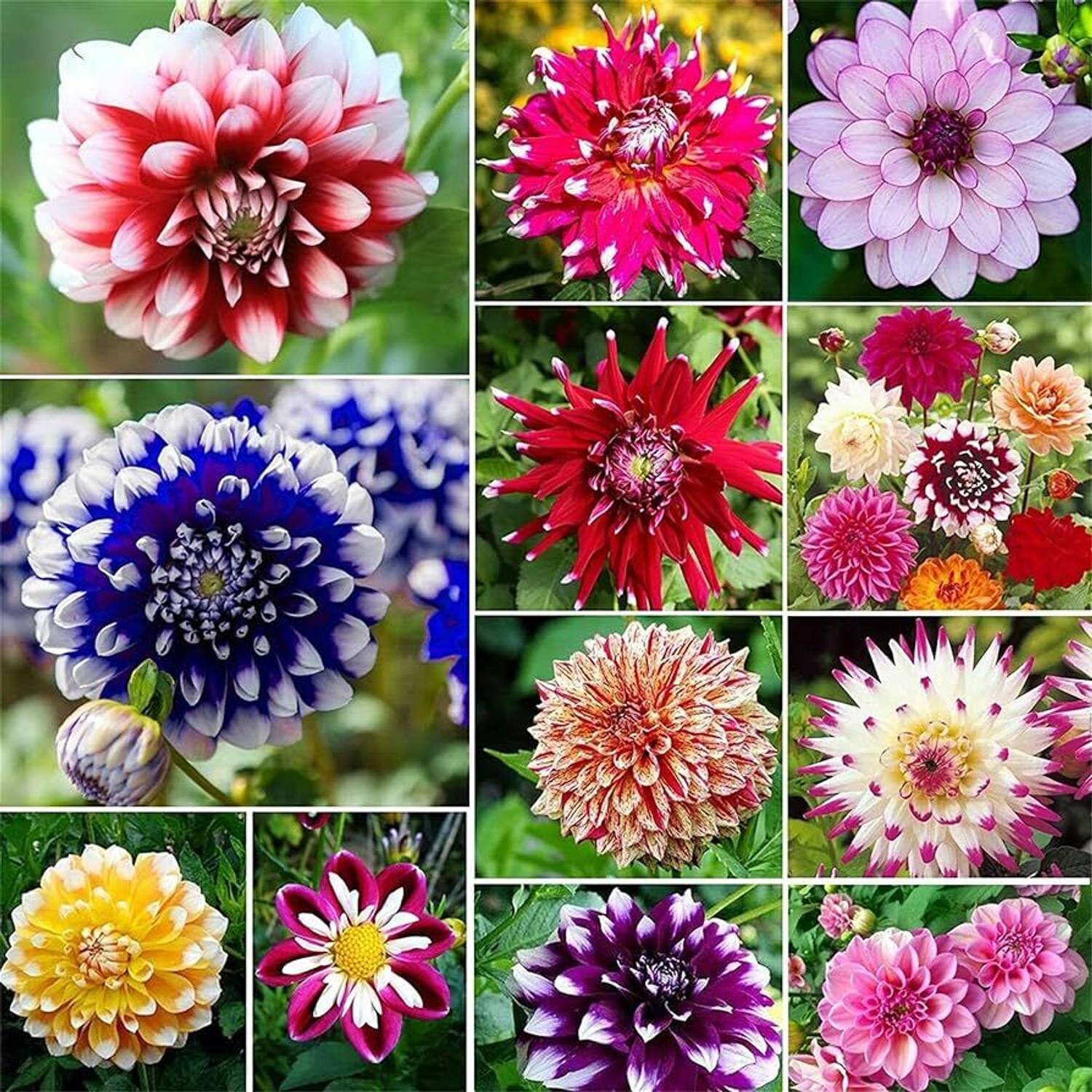 ダリア【キルタンサス】 LIFELEX Dahlia Flower Mix Colors - Reds, Oranges, Yellows, Pinks