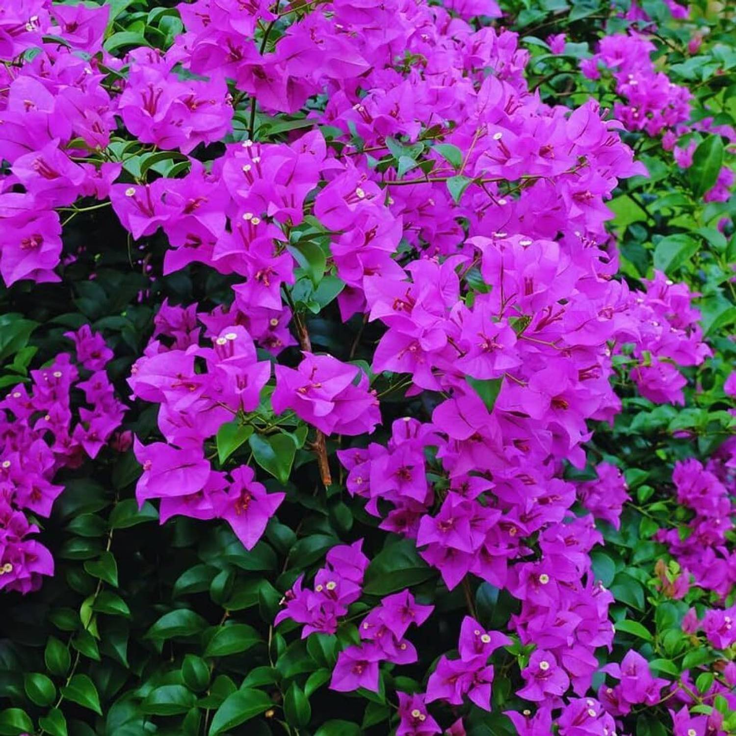 花 koguma MAHAMAYA A TO Z Bougainvillea glabra Flower (Kagoj Ful Plant