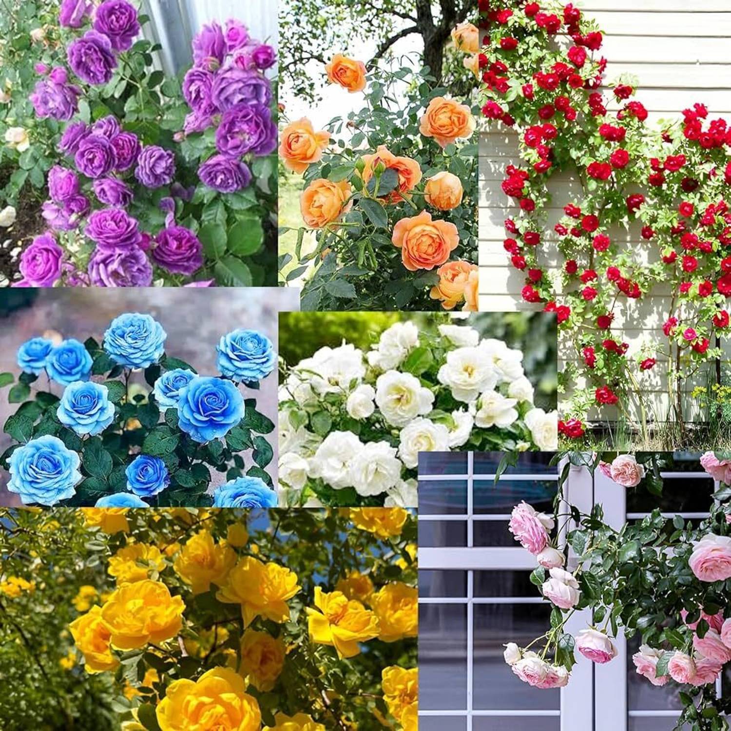 LIFELEX Multicolour Climbing Rose Seed Price in India - Buy