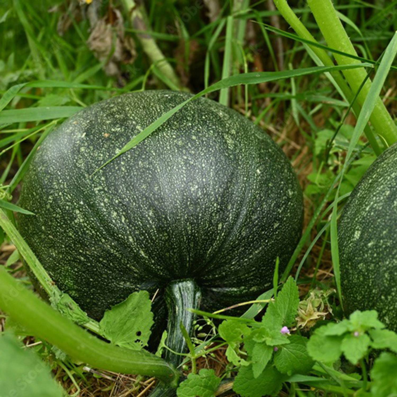 SREE pumpkin seed, hybrid pumpkin, kumro Seed Price in India - Buy