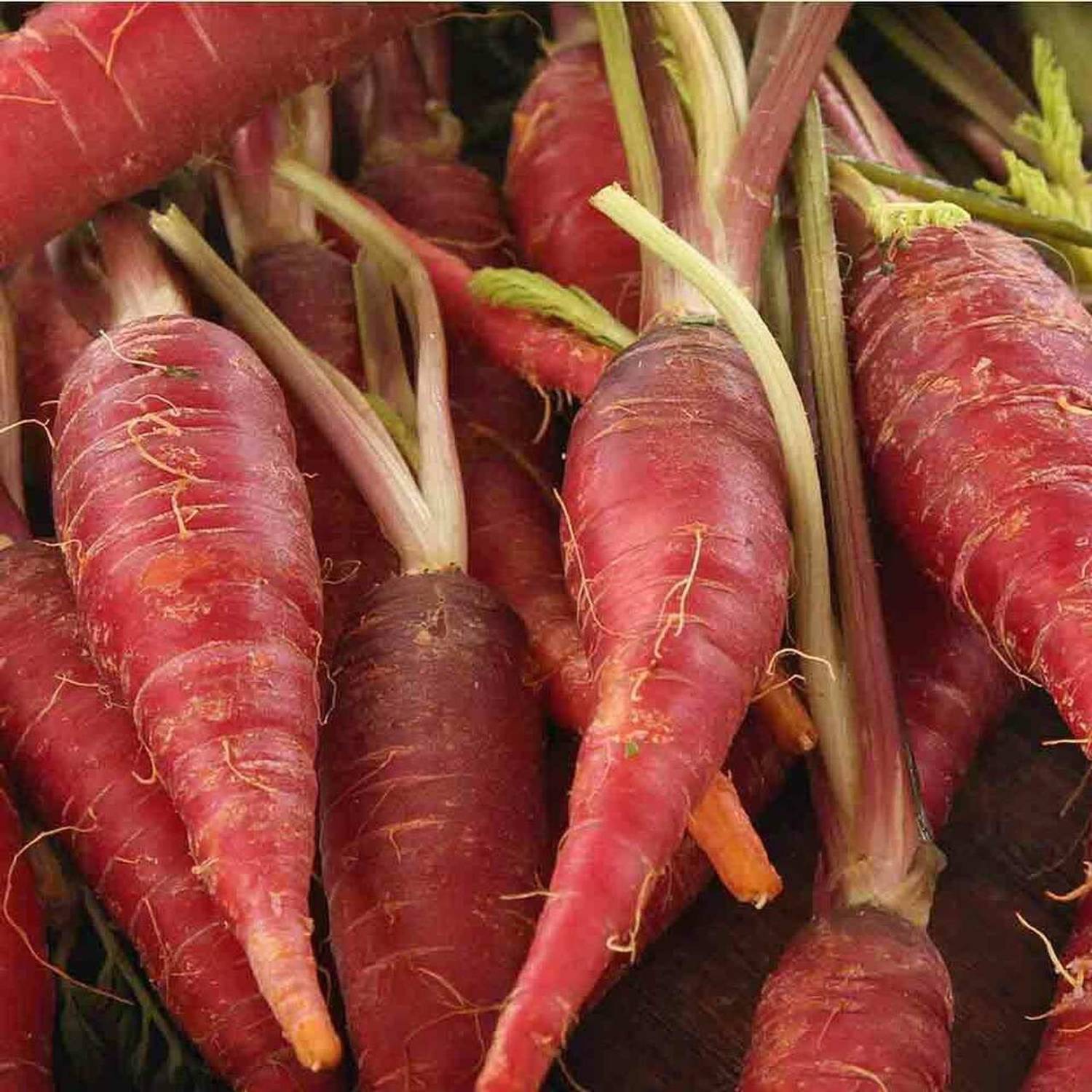 WILLVINE XLL-79 Japanese Kyoto RED Carrot Seed Price in India