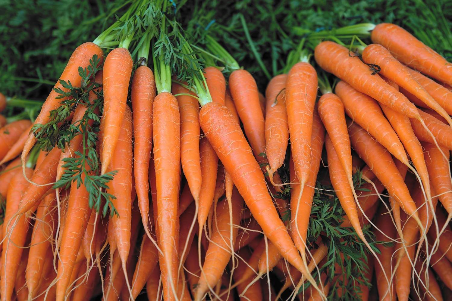 250-gaajar-seed-carrot-