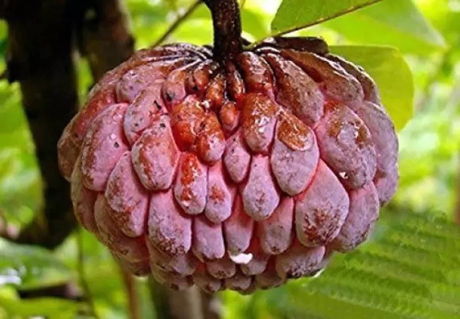 Aro Custard Apple, sitafal, sitaphal Seed