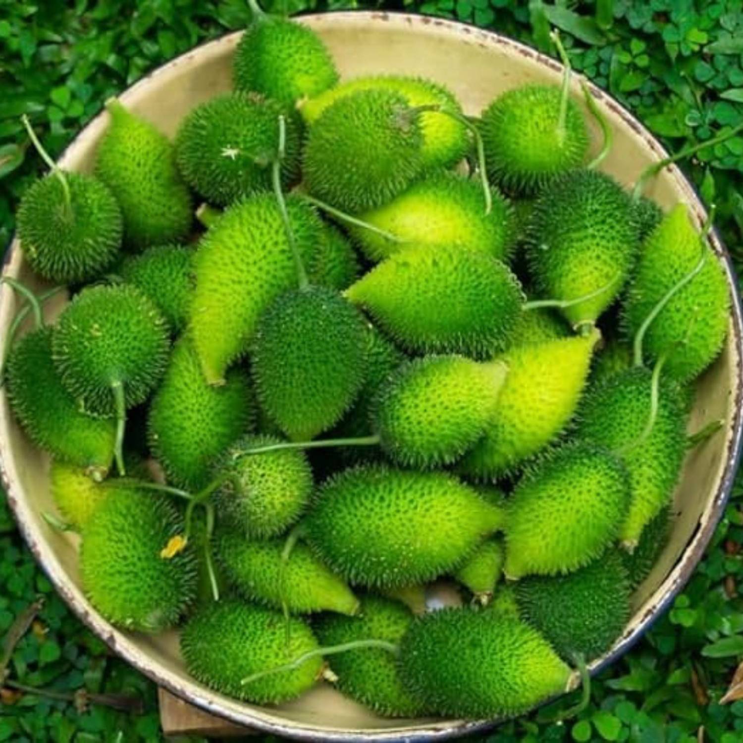 Balcoplant Kantola Seeds, Spine Gourd Seeds, Healthy Vegetable Seeds Seed  Price in India - Buy Balcoplant Kantola Seeds, Spine Gourd Seeds, Healthy Vegetable  Seeds Seed online at Flipkart.com
