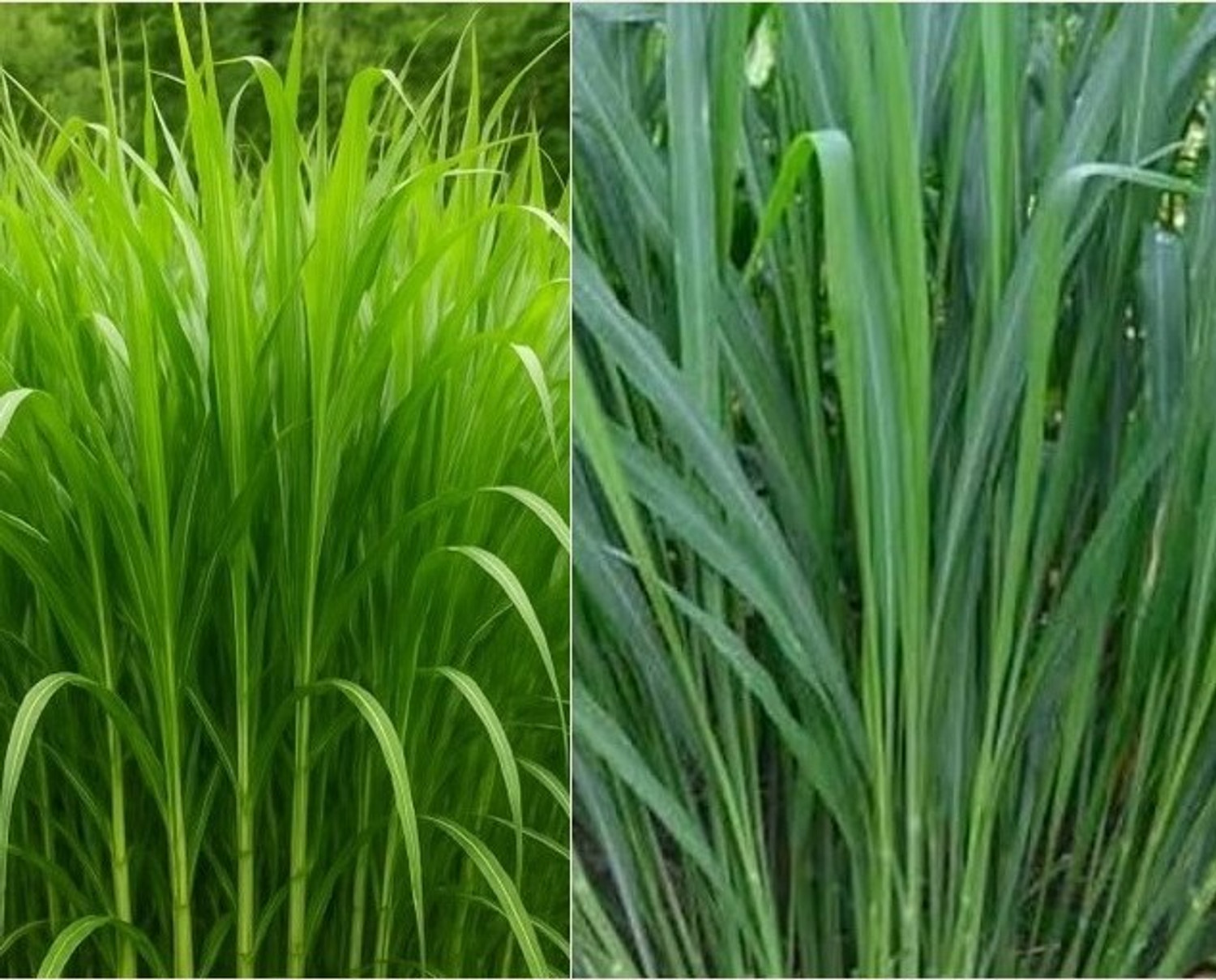 Image of Arshiayat Malai Makhan Grass Seeds, Animal Feed Grass, Green Fodder, grass Seed