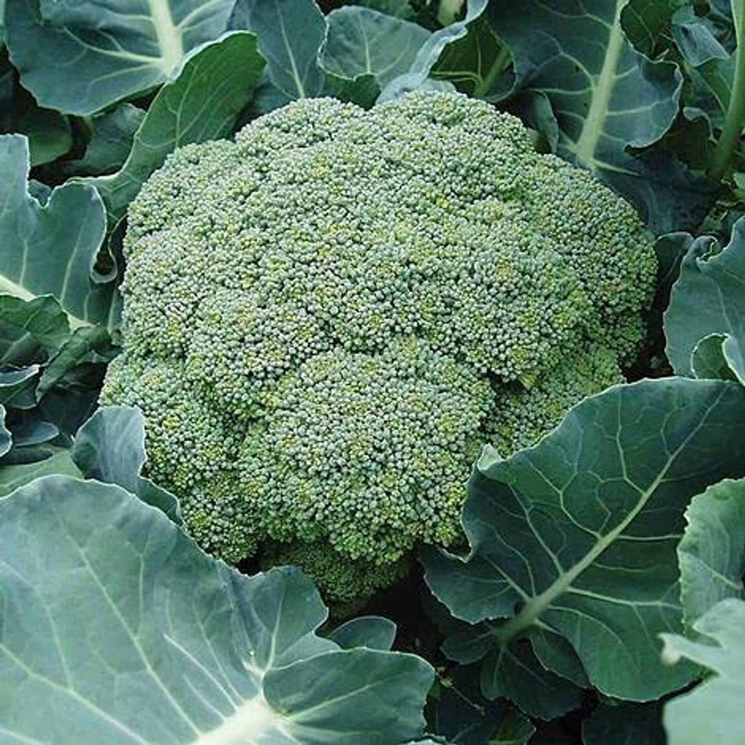 KANAYA Brocoli Seed Price in India - Buy KANAYA Brocoli Seed