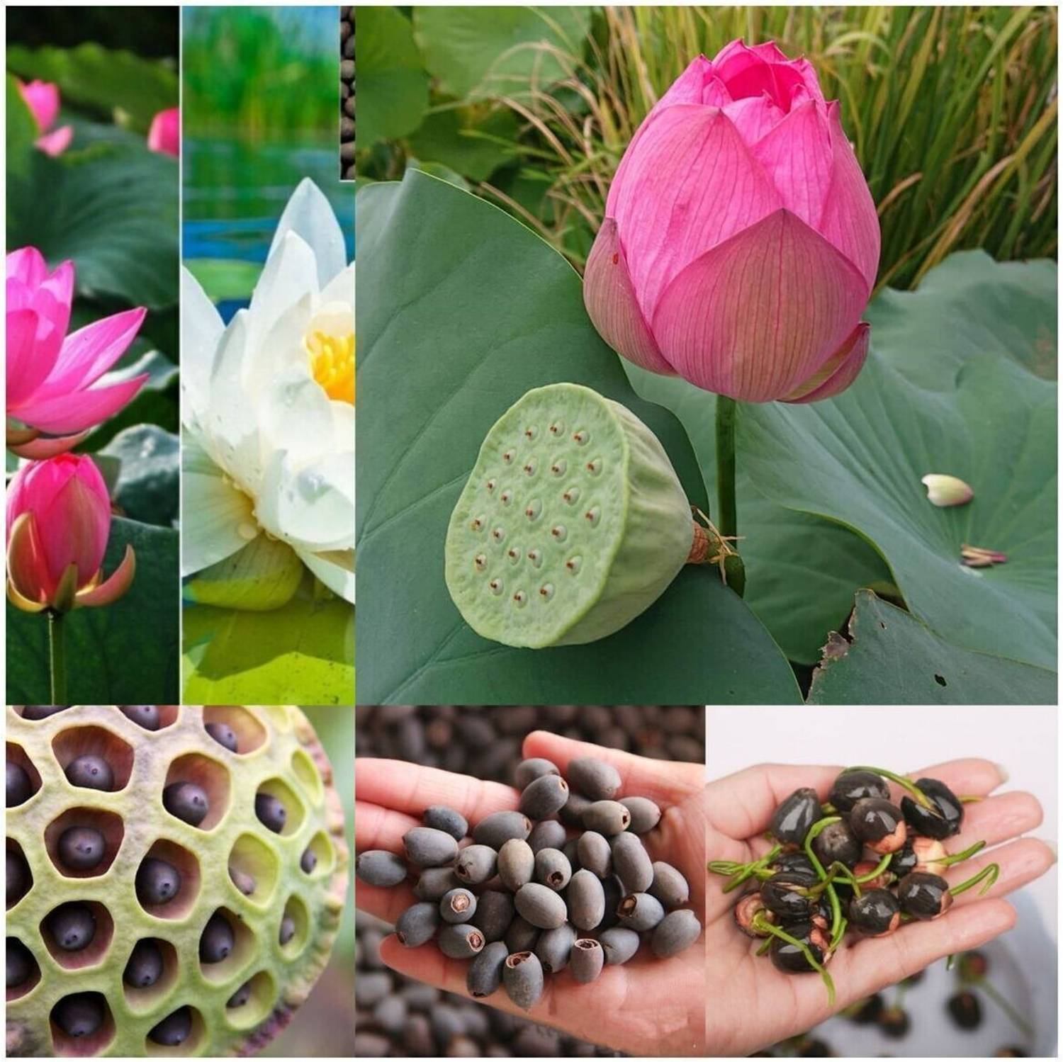 Sarka Sheeds Lotus, Kamal Flower Seed Price in India - Buy Sarka