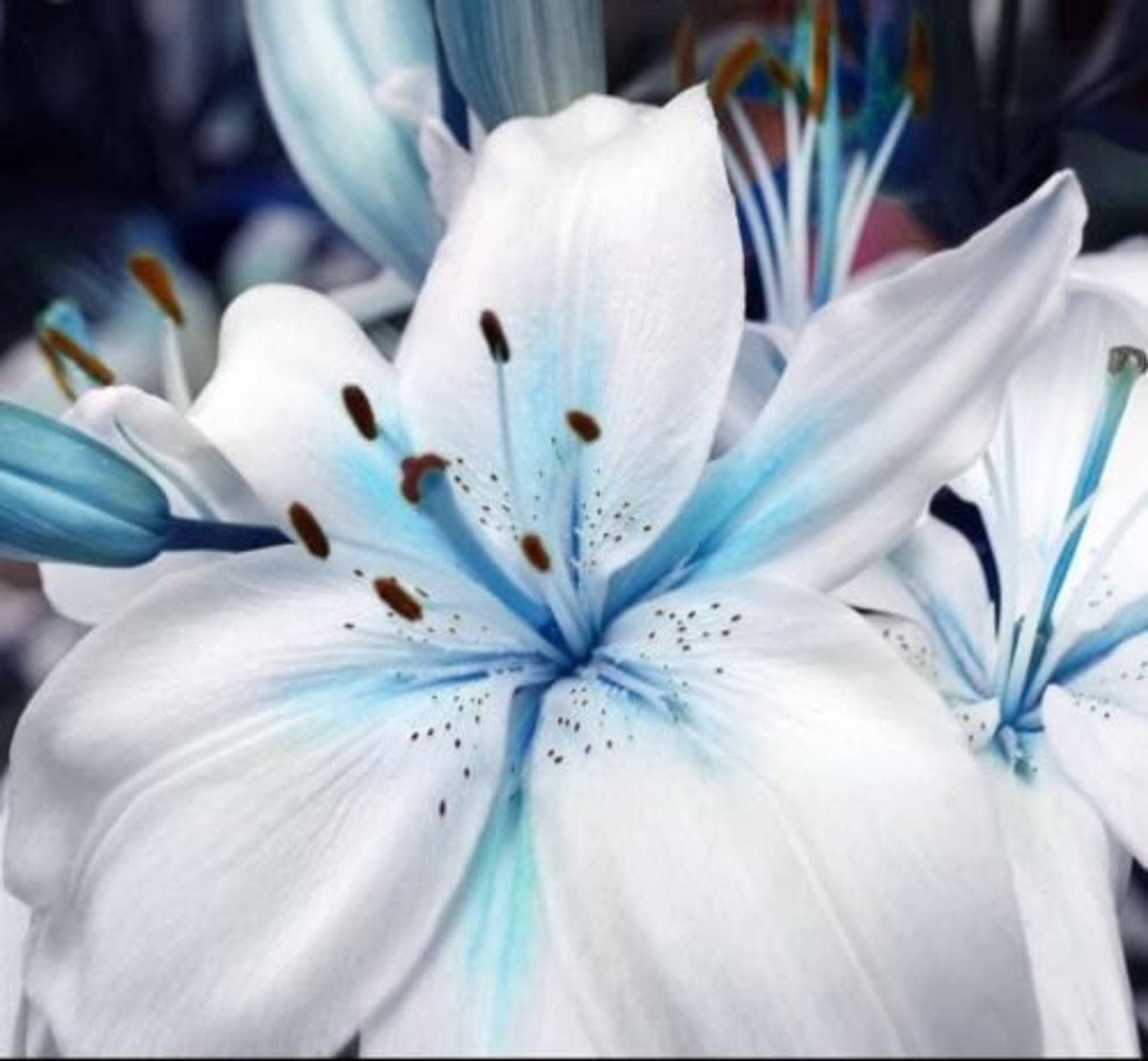 Lilly　0710 DIVINE ™ZX-Blue Lily Plant Seeds Potted Lilium Flower Perfume