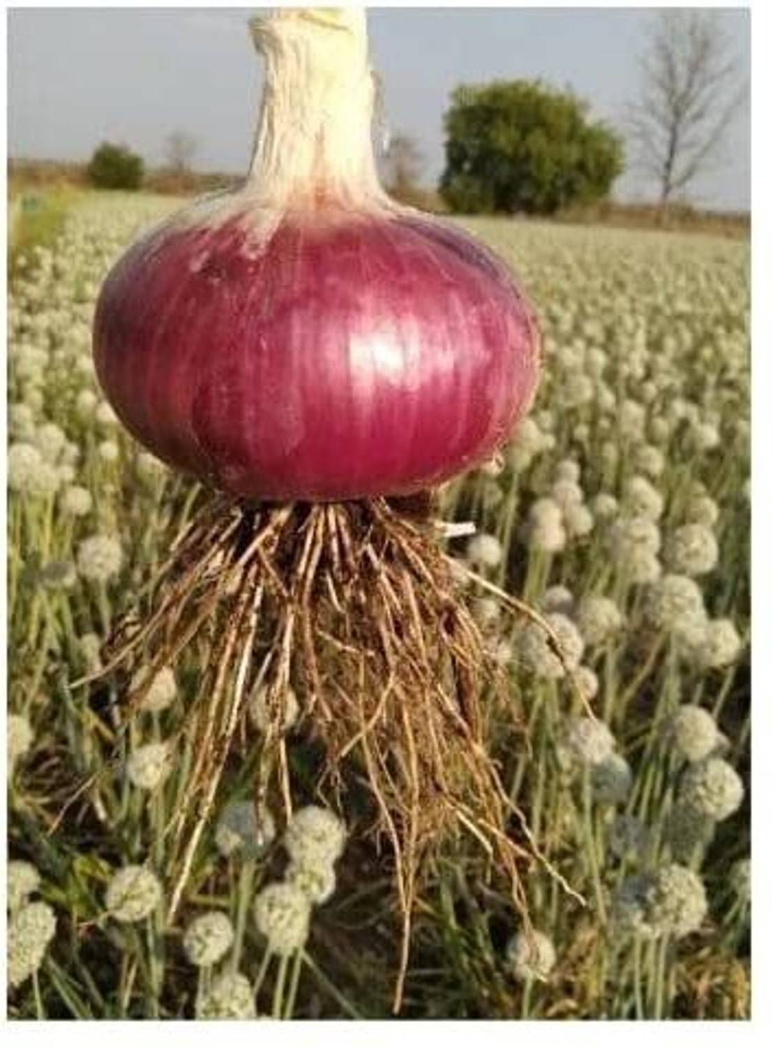 275-red-onion-hybrid-vegetable