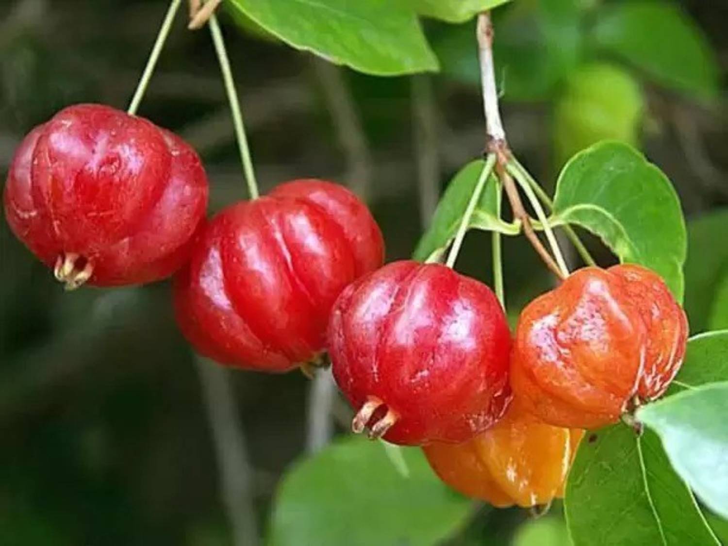 Aro Cherry, Sweet Cherry Seed Price in India - Buy Aro Cherry