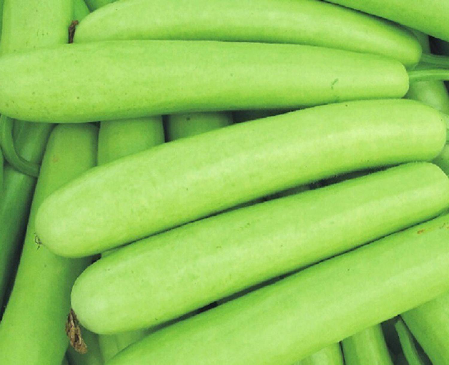 Arshiayat Hybrid Bottle Gourd/Bottle Guard Seed