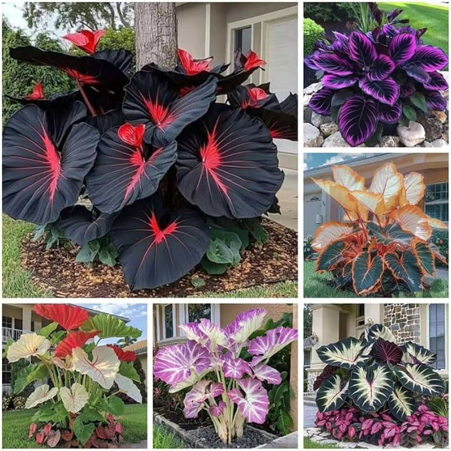 AVRAJIT IMPORTED Multicolor Hosta Flower seeds Home & Garden Seed