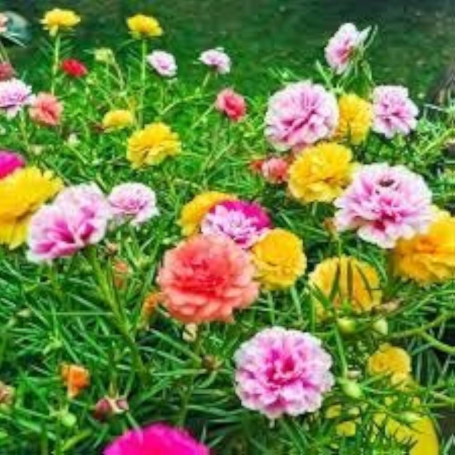 Image of AVRAJIT Portulaca,Moss Rose flower,9 o clock flower,Sun Rose seeds Seed