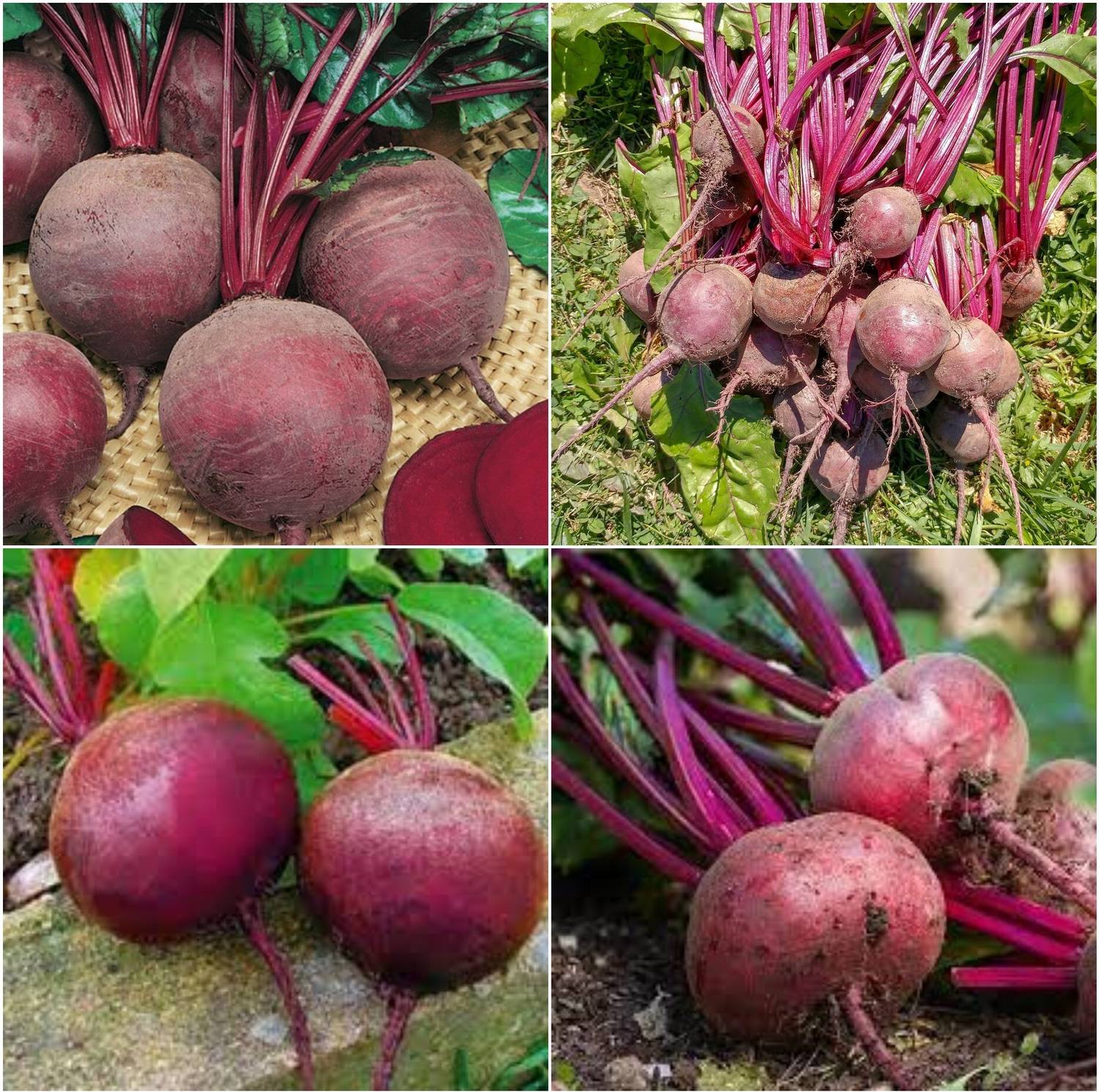 Arshiayat Beetroot seeds for farming Seed