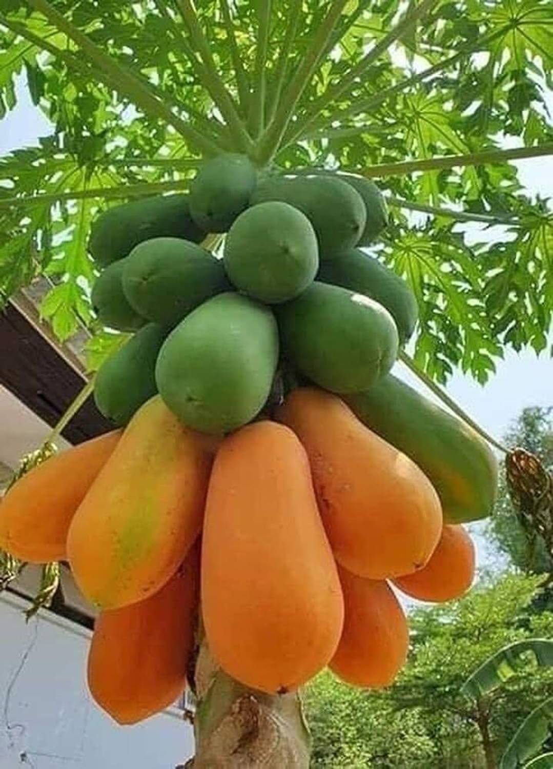 AMAJIT Papaya seeds for gardening Seed