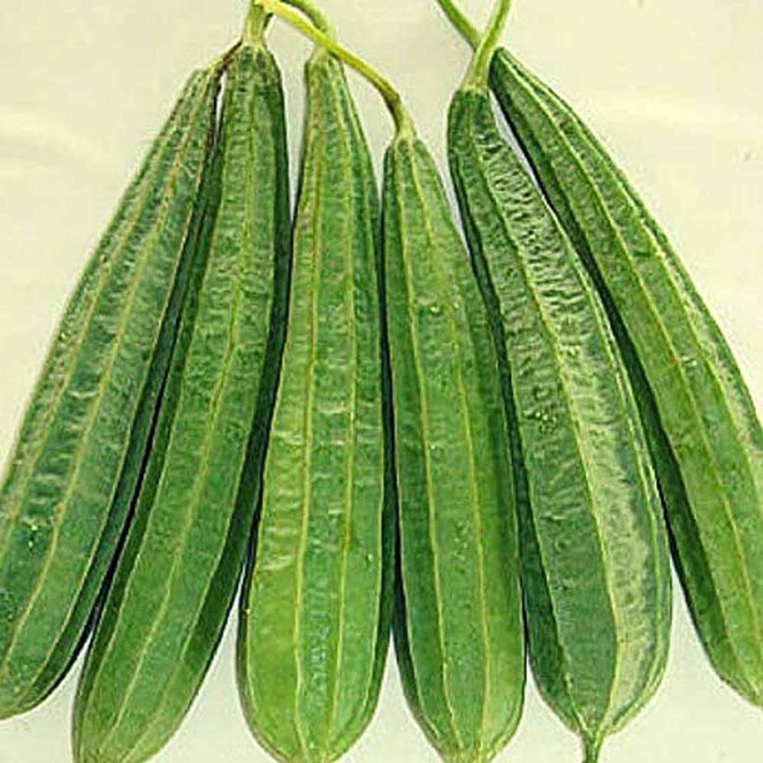 KANAYA Dhari Tori Vegetable Seed Price in India - Buy KANAYA Dhari