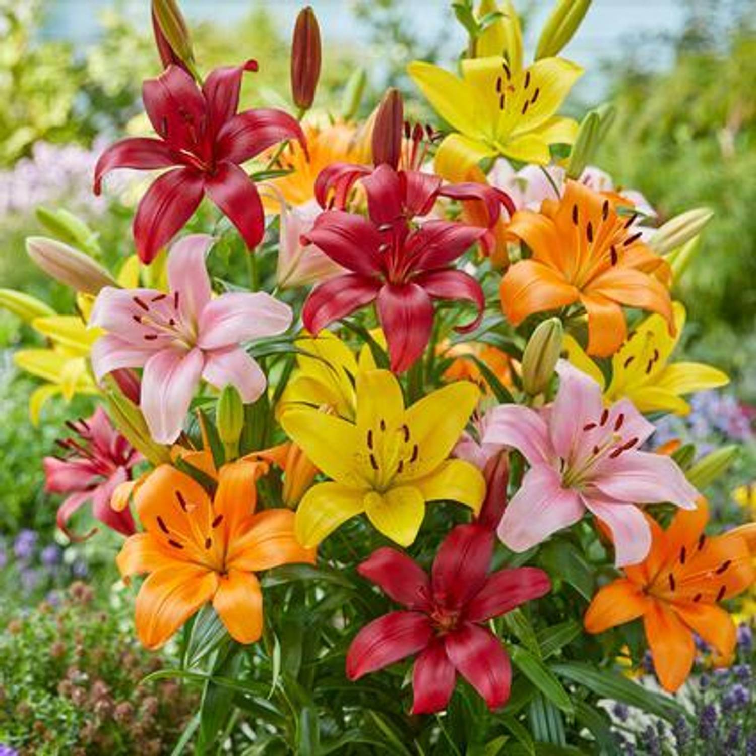 lily Akash Green The Multi Mix Belladonna Lily | Naked Lady Lily Flower