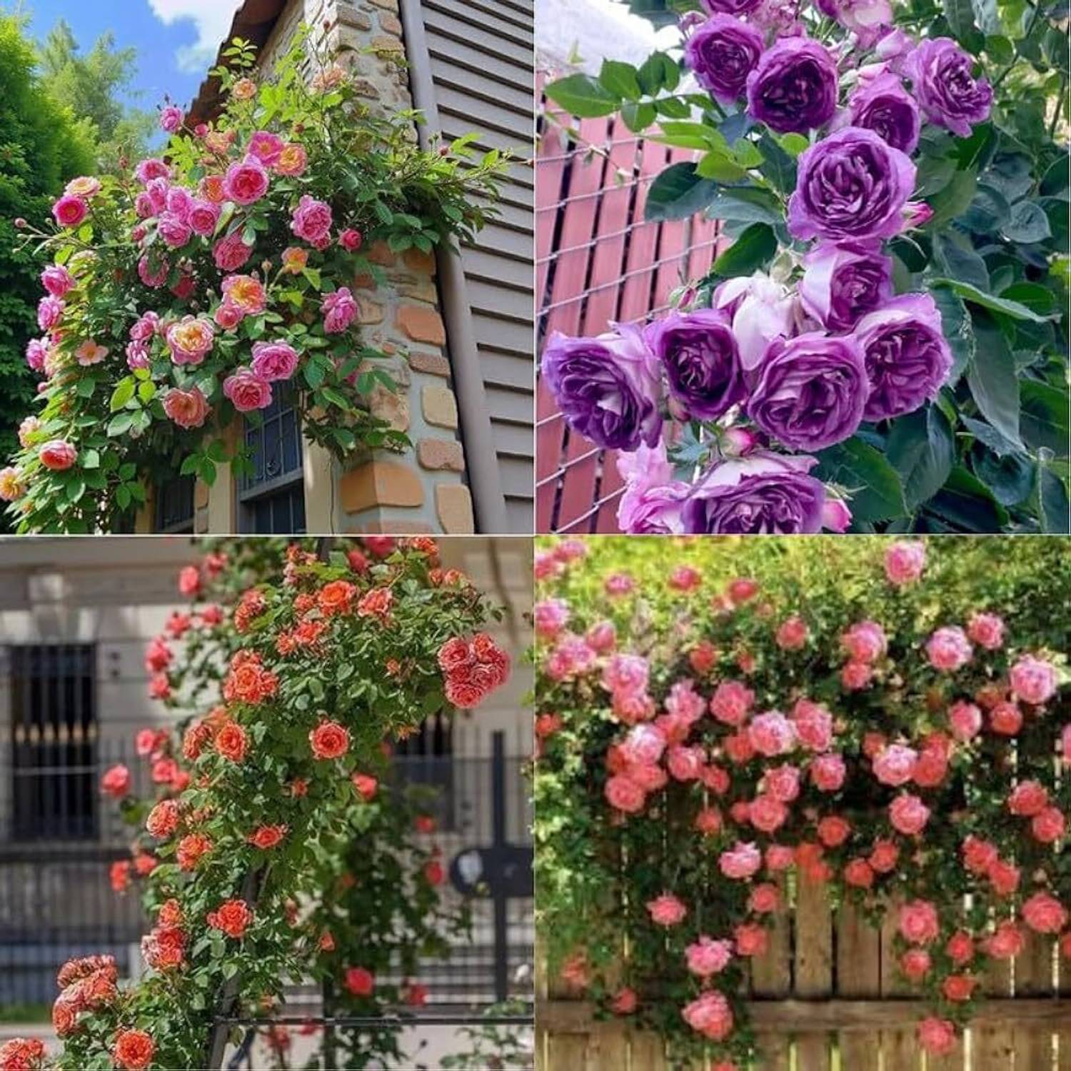 afiya Multicolor climbing rose seeds 59 Seed Price in India - Buy