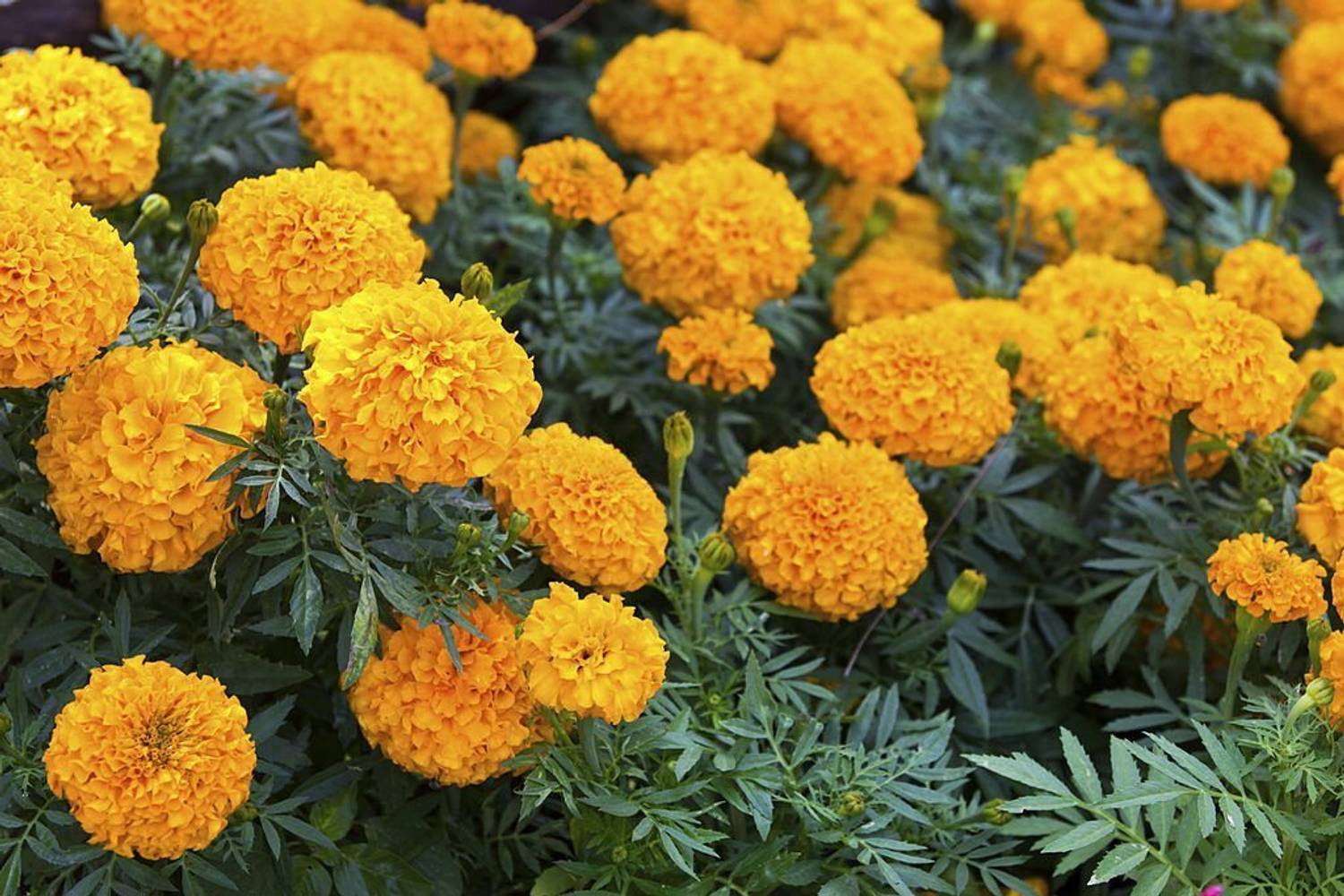 BISWAS Marigold Flower Seeds, Genda Phool Seed