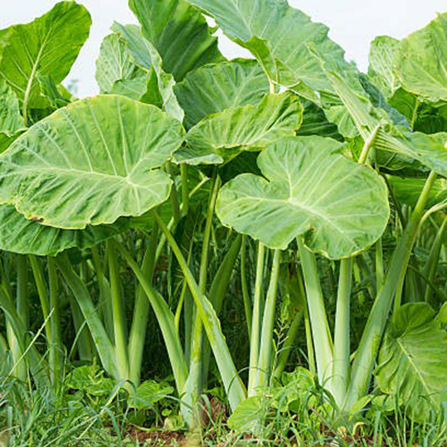 naturehils Taro Root / Arbi / Dasheen / Eddoes Vegetable Bulbs