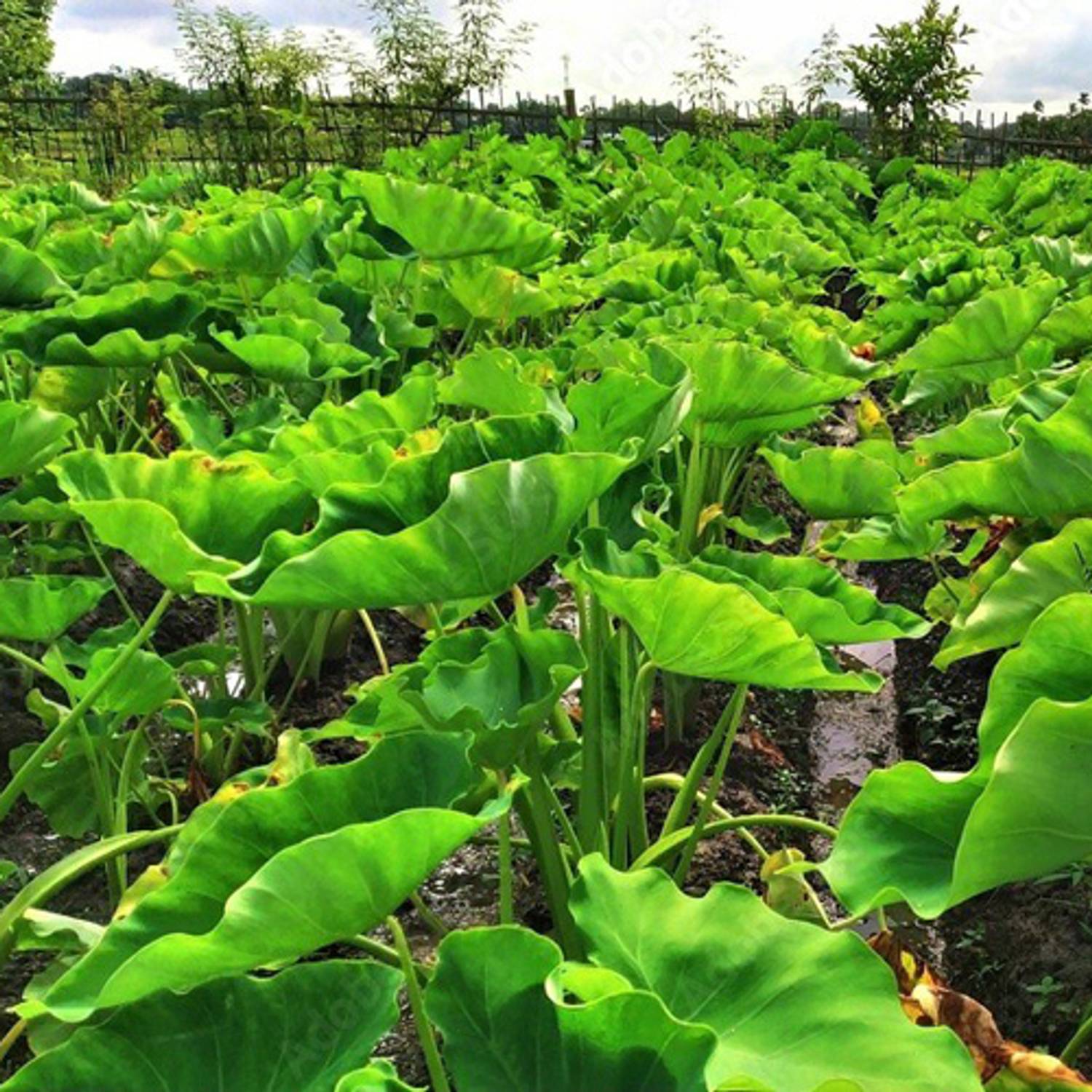 SREE Taro Root,Kachu Seed Price in India - Buy SREE Taro Root
