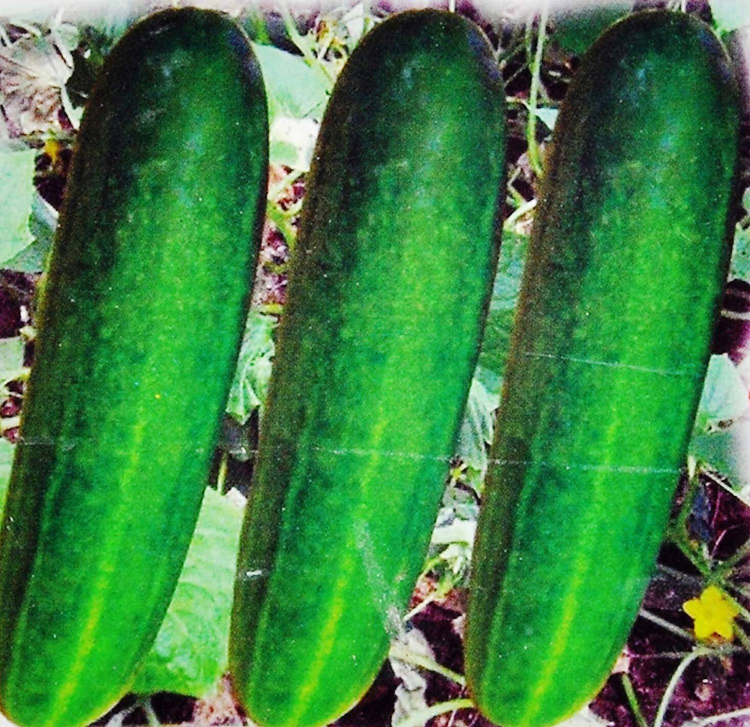300-xxx-4a-cucumber-f1-hy-