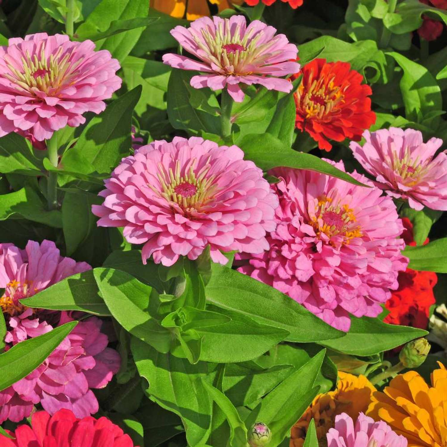 AMAJIT zinnia lilliput mix _24 Seed