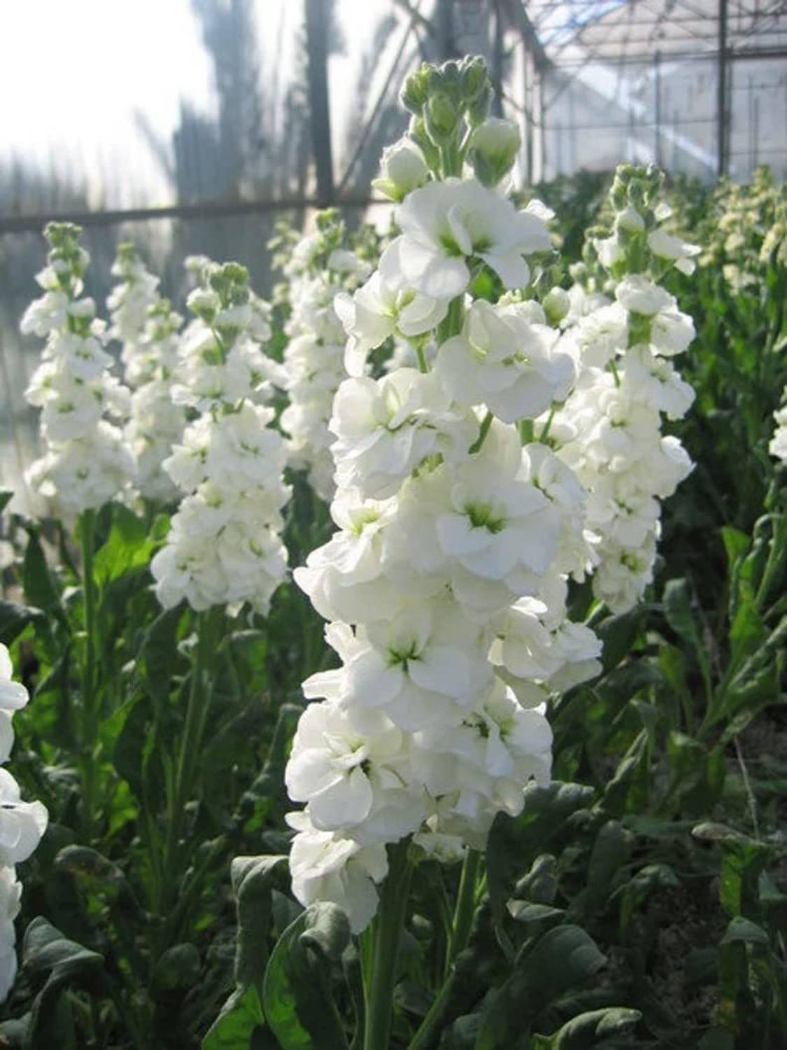 ♦︎konaya♦︎ 55-stock-matthiola-incana-