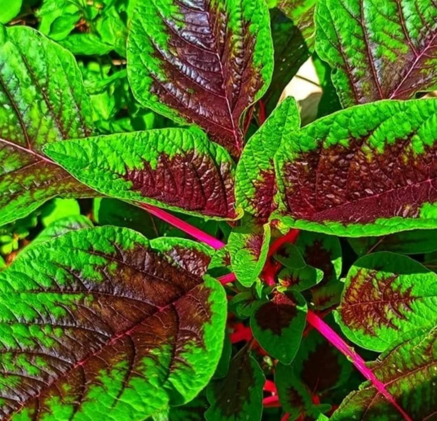 500-amaranthus-chol-88-hmr-