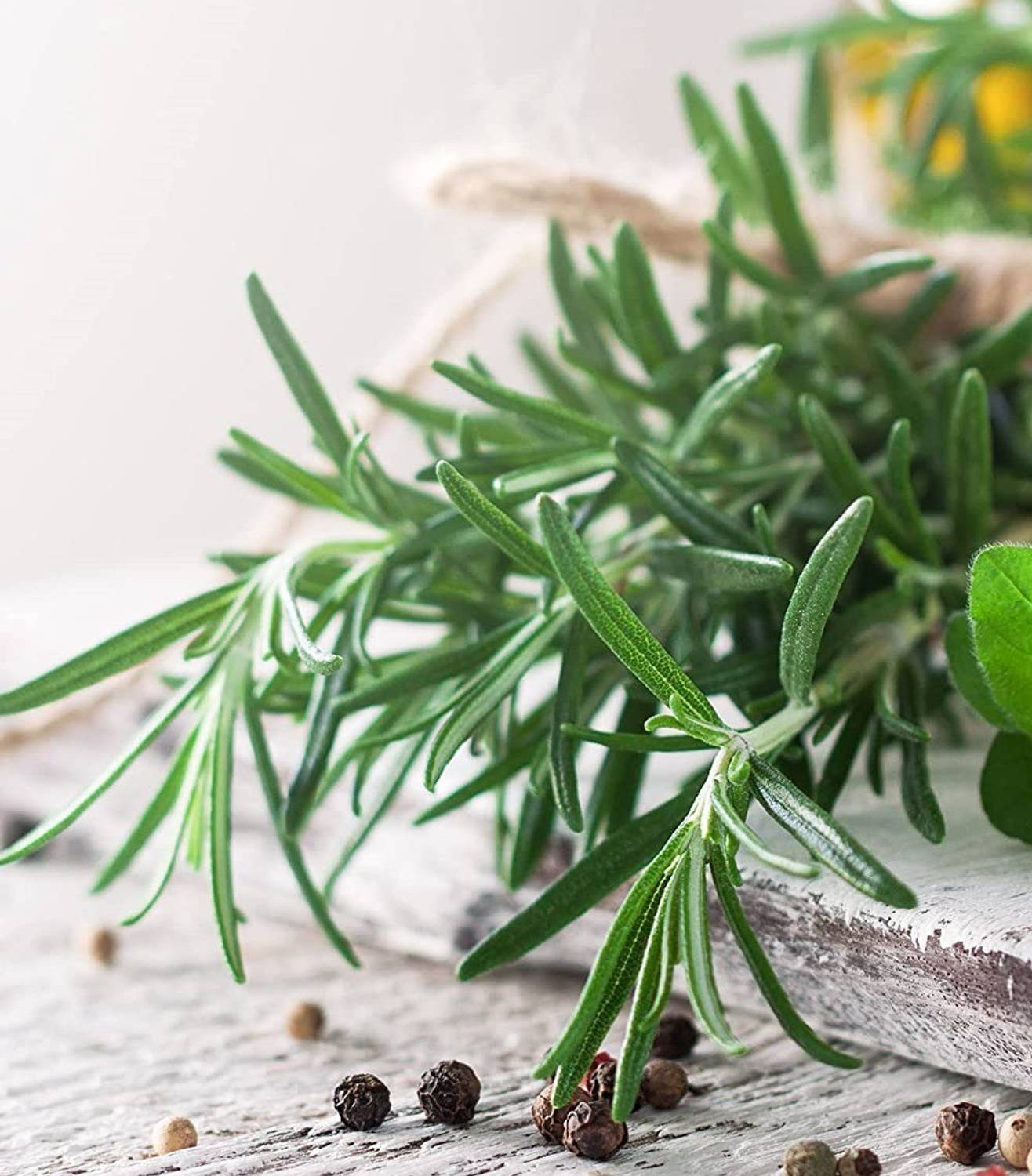 WILLVINE XL-128 Rosemary Herb Plant Seed Seed Price in India - Buy