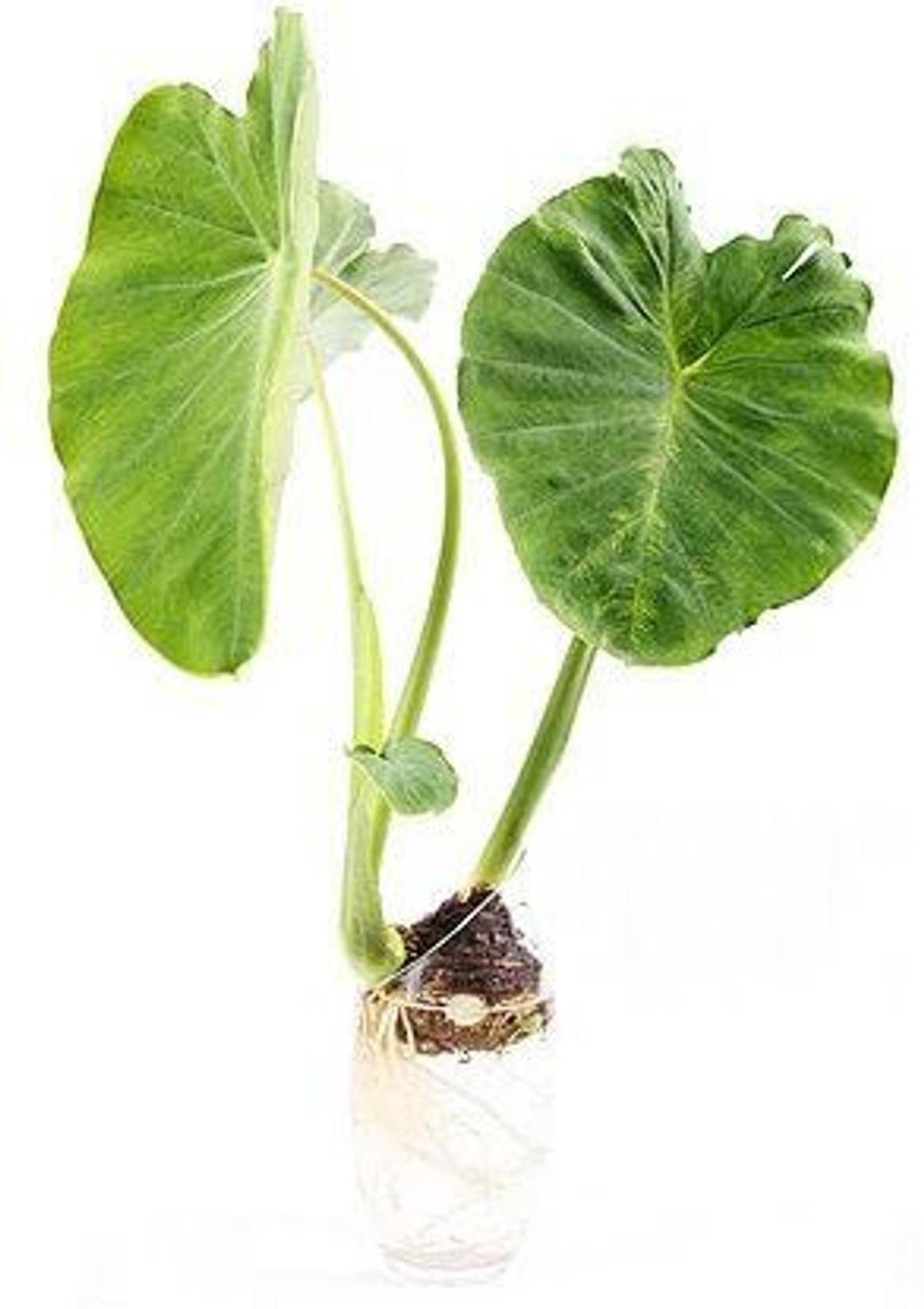 8-taro-root-arbi-dasheen-