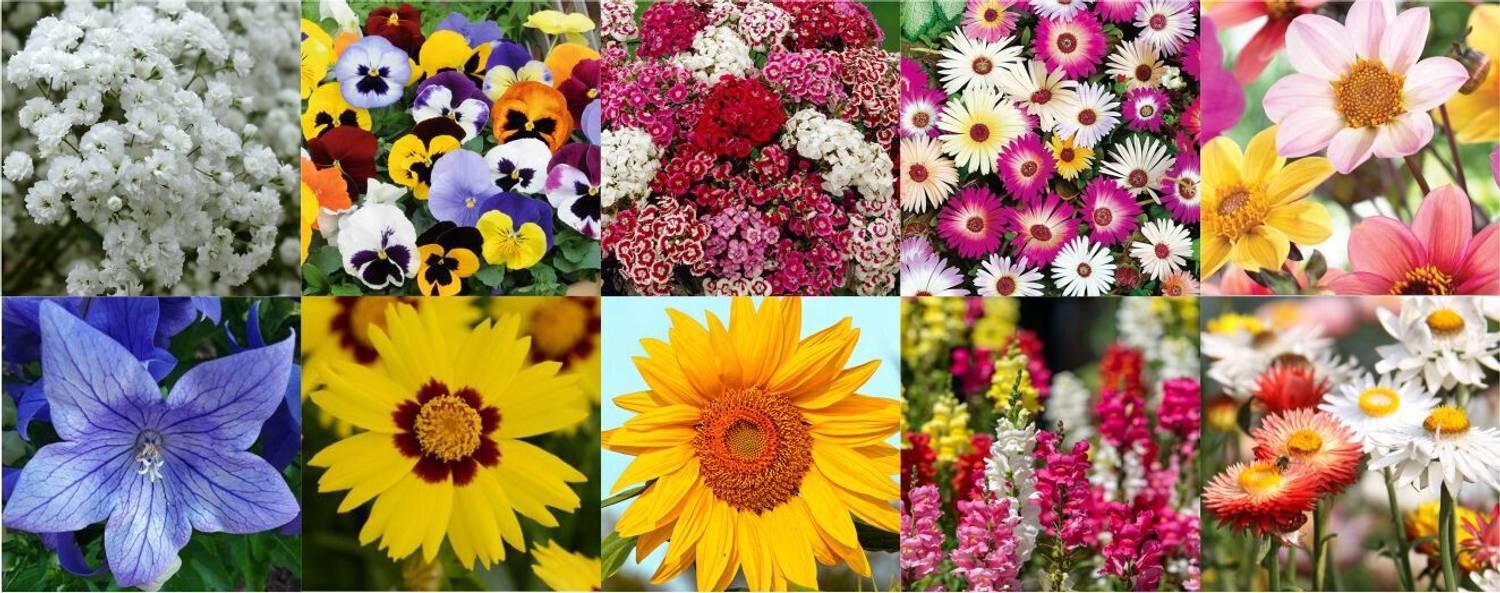 Agnico Agnico 10 Variety Of Flower Seeds Combo Pack With Instruction Manual.… Seed