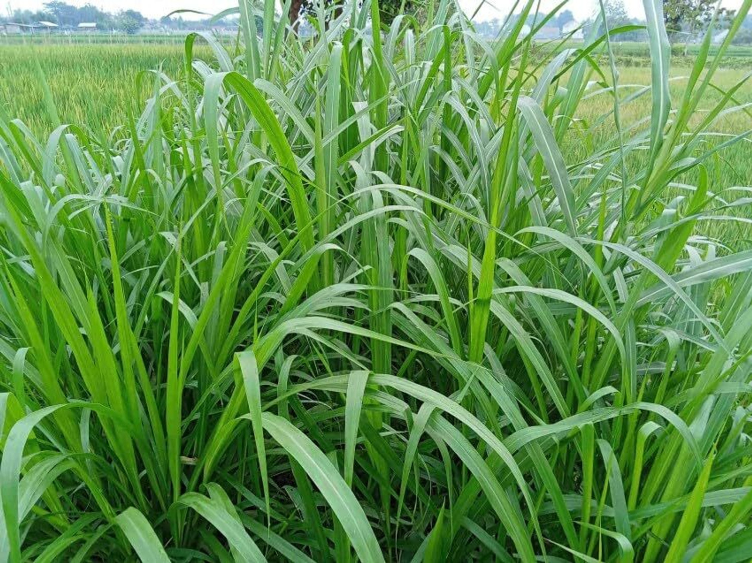 Image of Arshiayat Malai Makhan Grass Seeds, Animal Feed Grass, Green Fodder, grass Seed