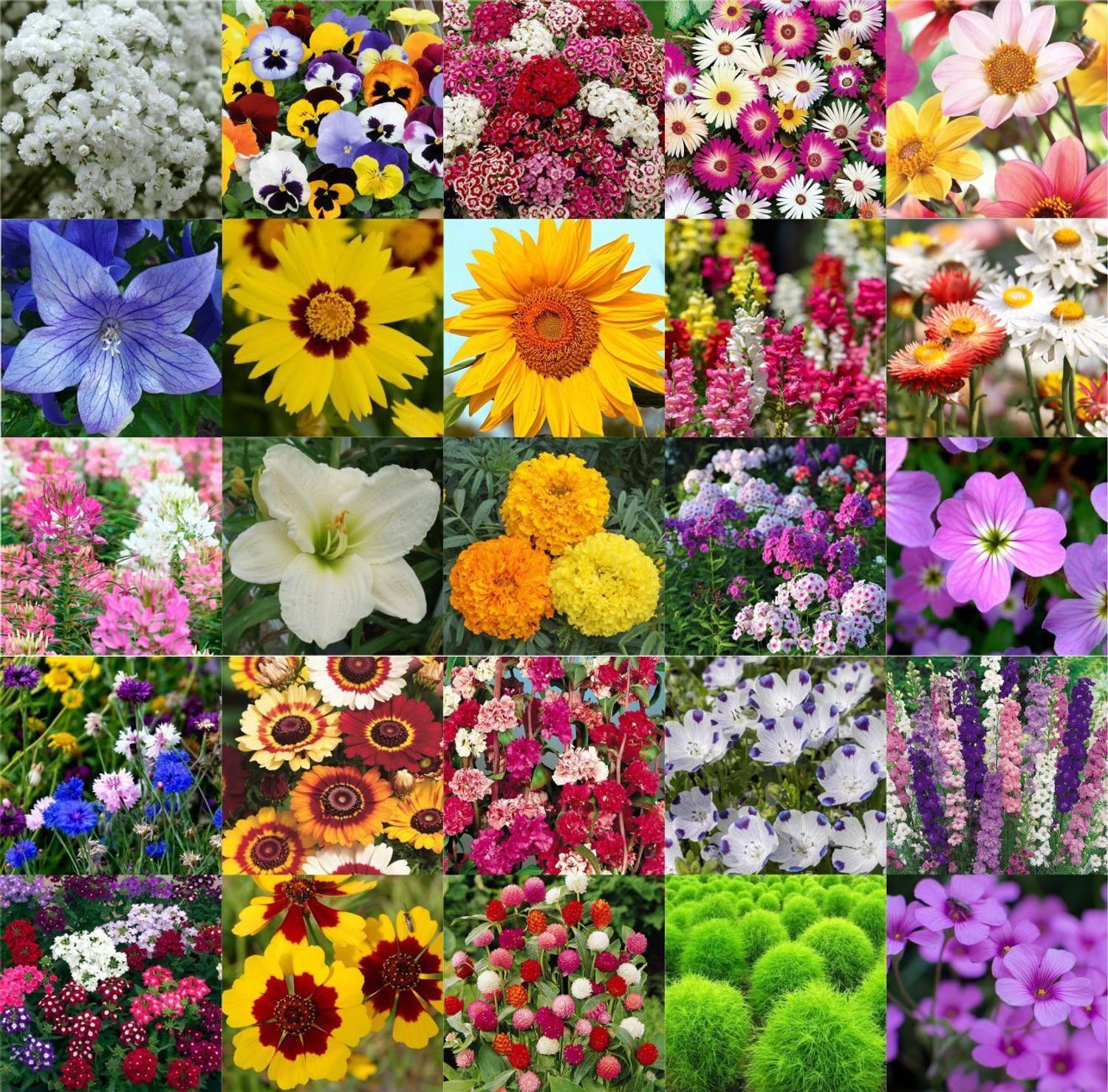 Agnico Agnico 25 Variety Of Flower Seeds Combo Pack With Instruction Manual.… Seed
