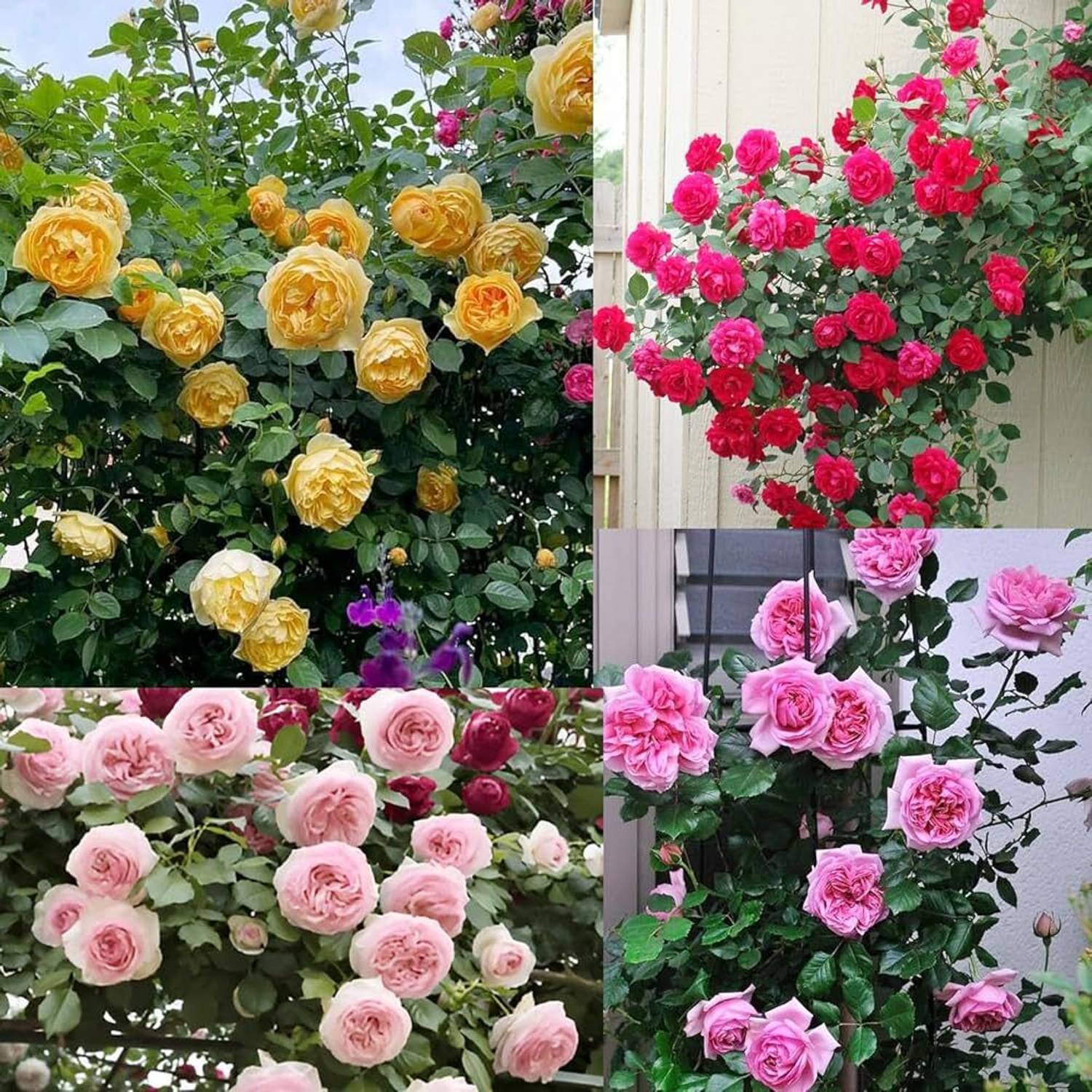 LIFELEX Shoes Elegant Climbing Rose Flower Seed Price in India
