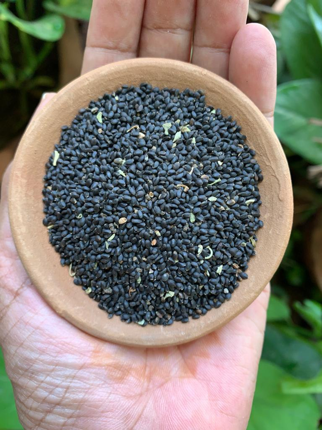 Image of crispcraze Raw Basil Seeds for Weight loss | Sabja Seeds | Tukmaria Basil Seeds Basil Seeds