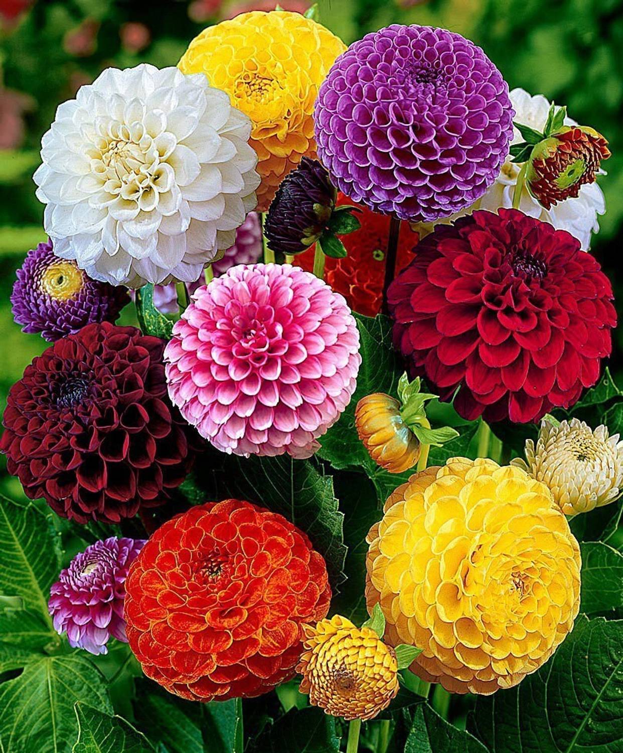 ALPINE HYBRID SEEDS Dahlia Mixed Seed