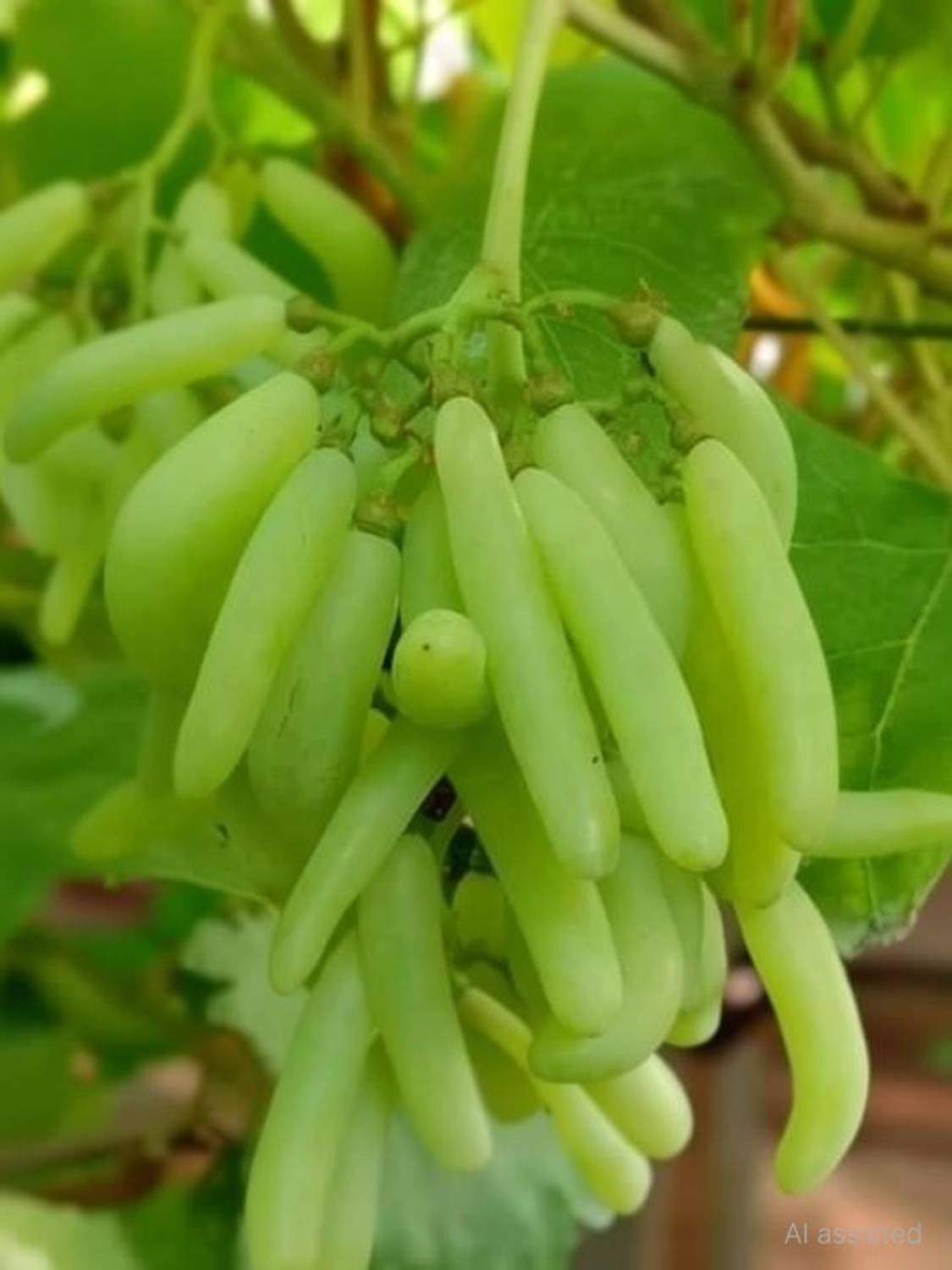 CARIBBEAN imported hybrid grapes fruit Seed