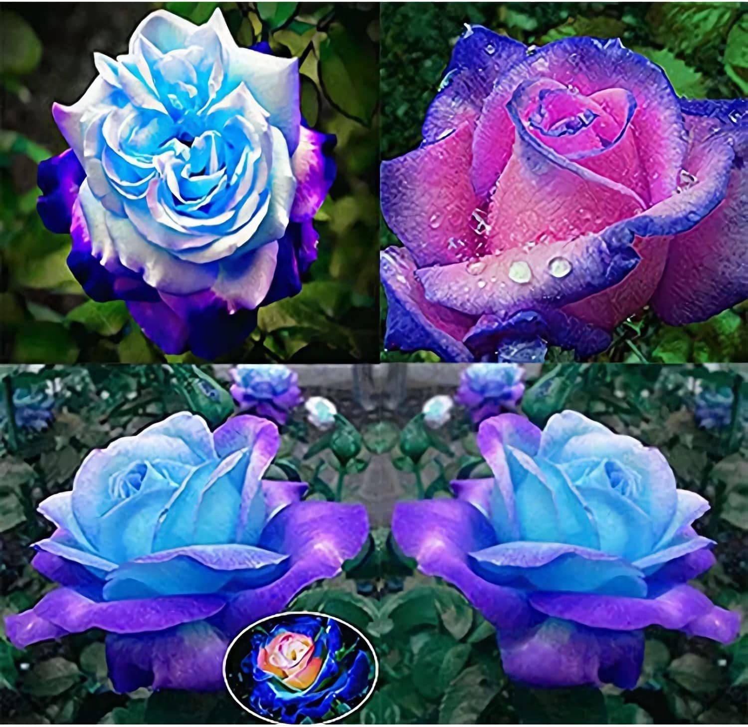 CYBEXIS LX-98 - Rare Rose Flower - (100 Seeds) Seed Price in India