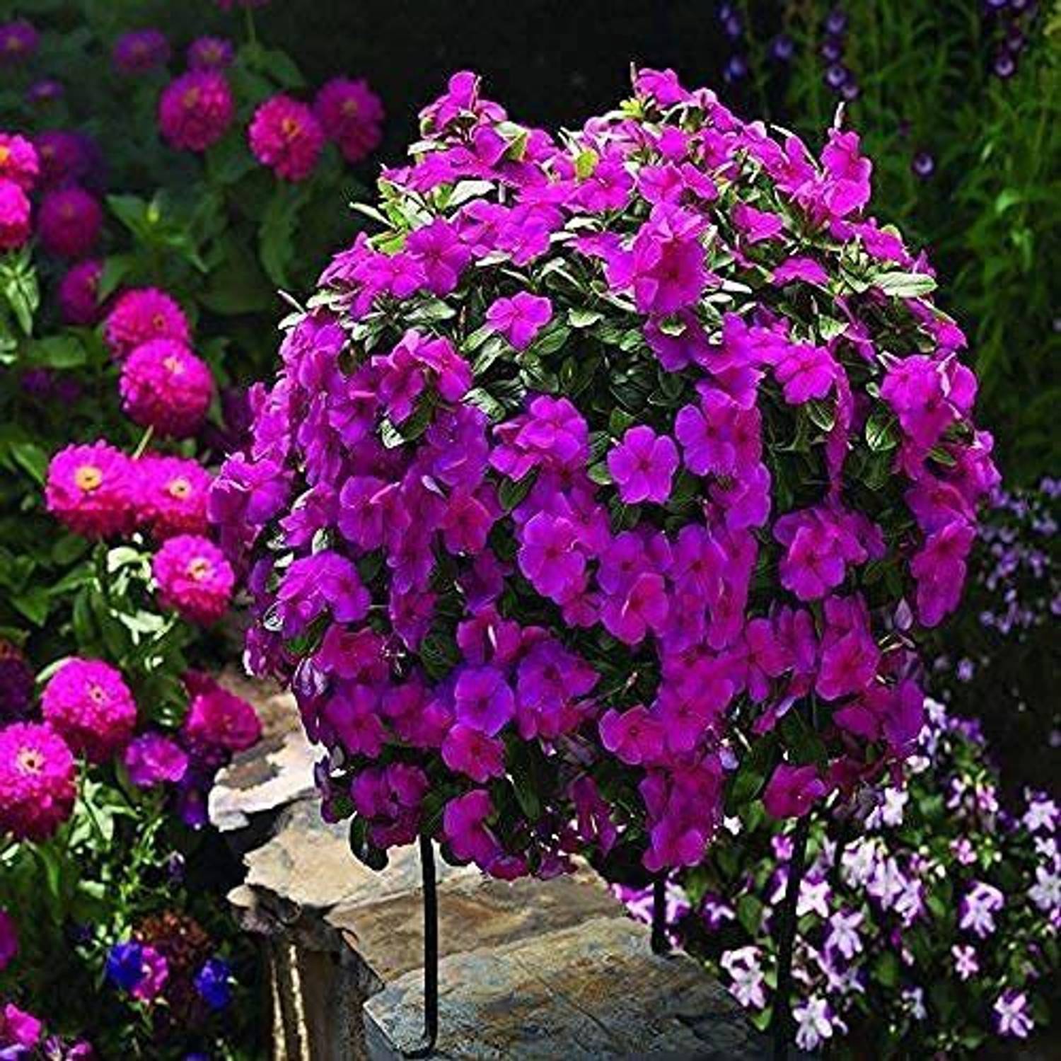♦︎konaya♦︎ KANAYA Vinca Flower Seed Price in India - Buy KANAYA Vinca Flower