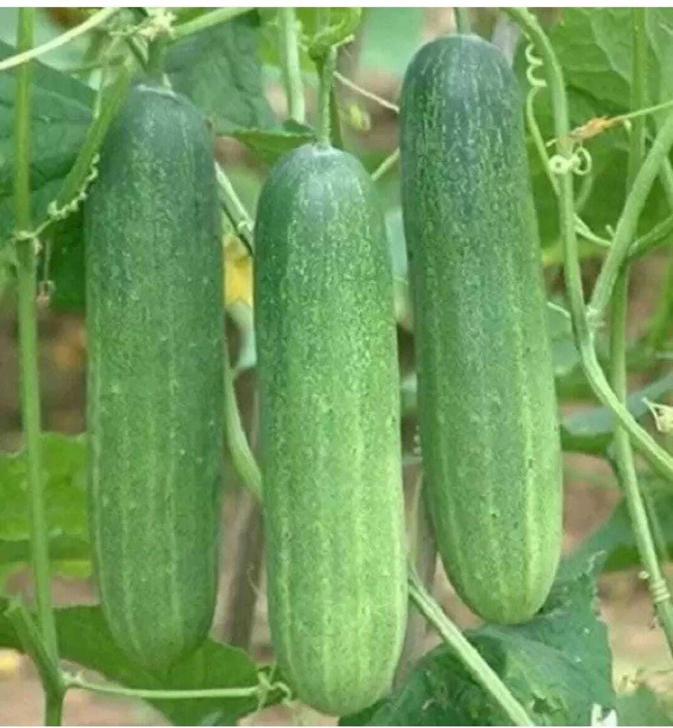 ASHOKA Cucumber Seed