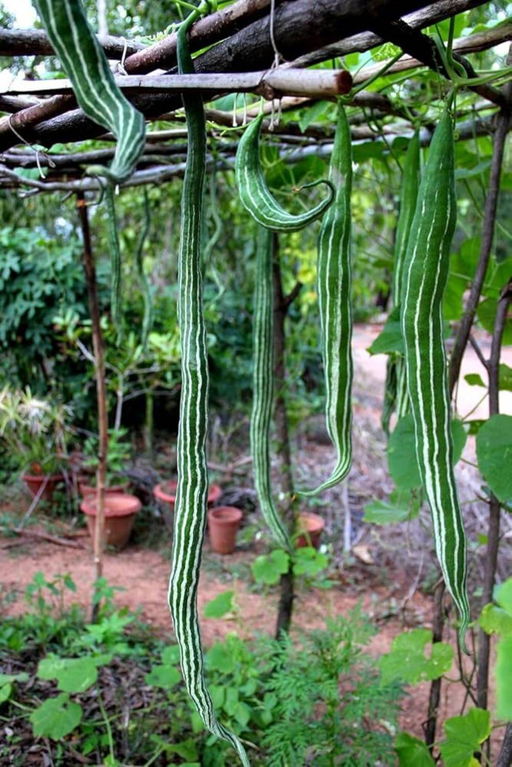 AMAJIT Hybrid Snake gourd/Chichinga/Pudalangai/Chillatai seeds for Home gardening(16) Seed