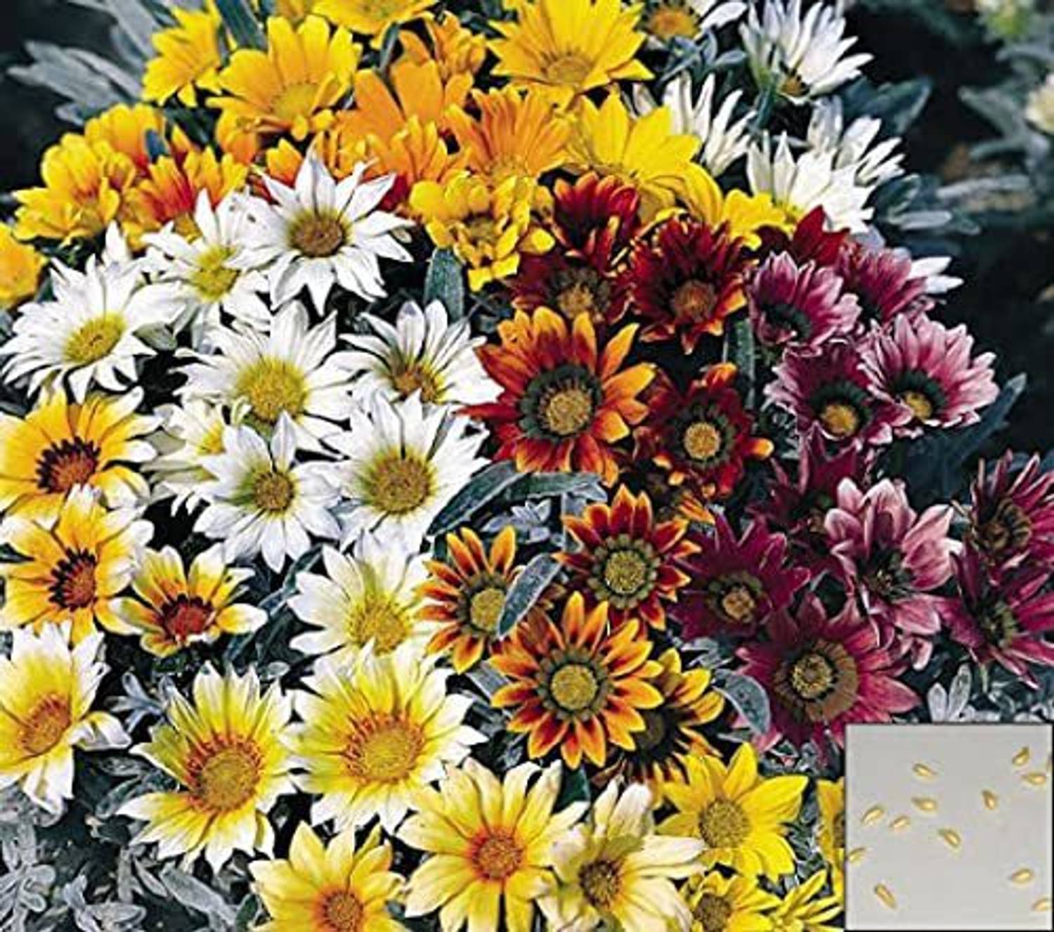 KANAYA Gazania Seed Price in India - Buy KANAYA Gazania Seed