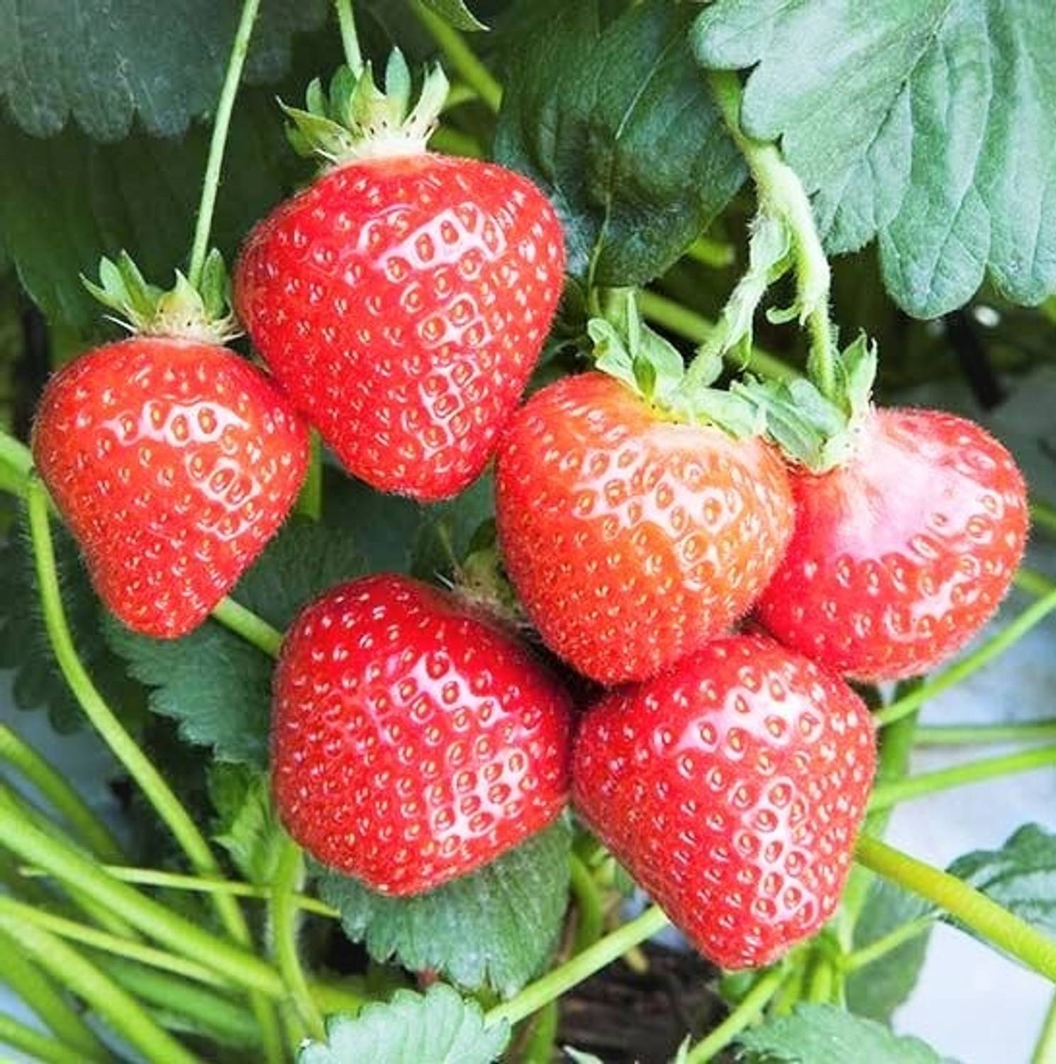 Gromax India Unique Variety Strawberry Seeds (F1 Hybrid) Best For