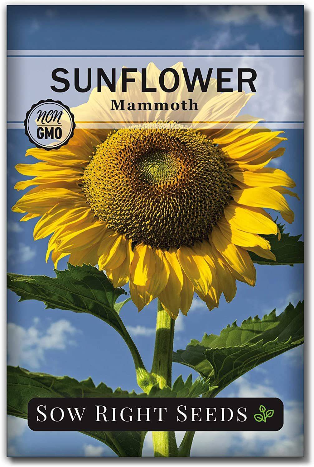 CYBEXIS PUAS-9 - Mammoth Sunflower - (450 Seeds) Seed Price in