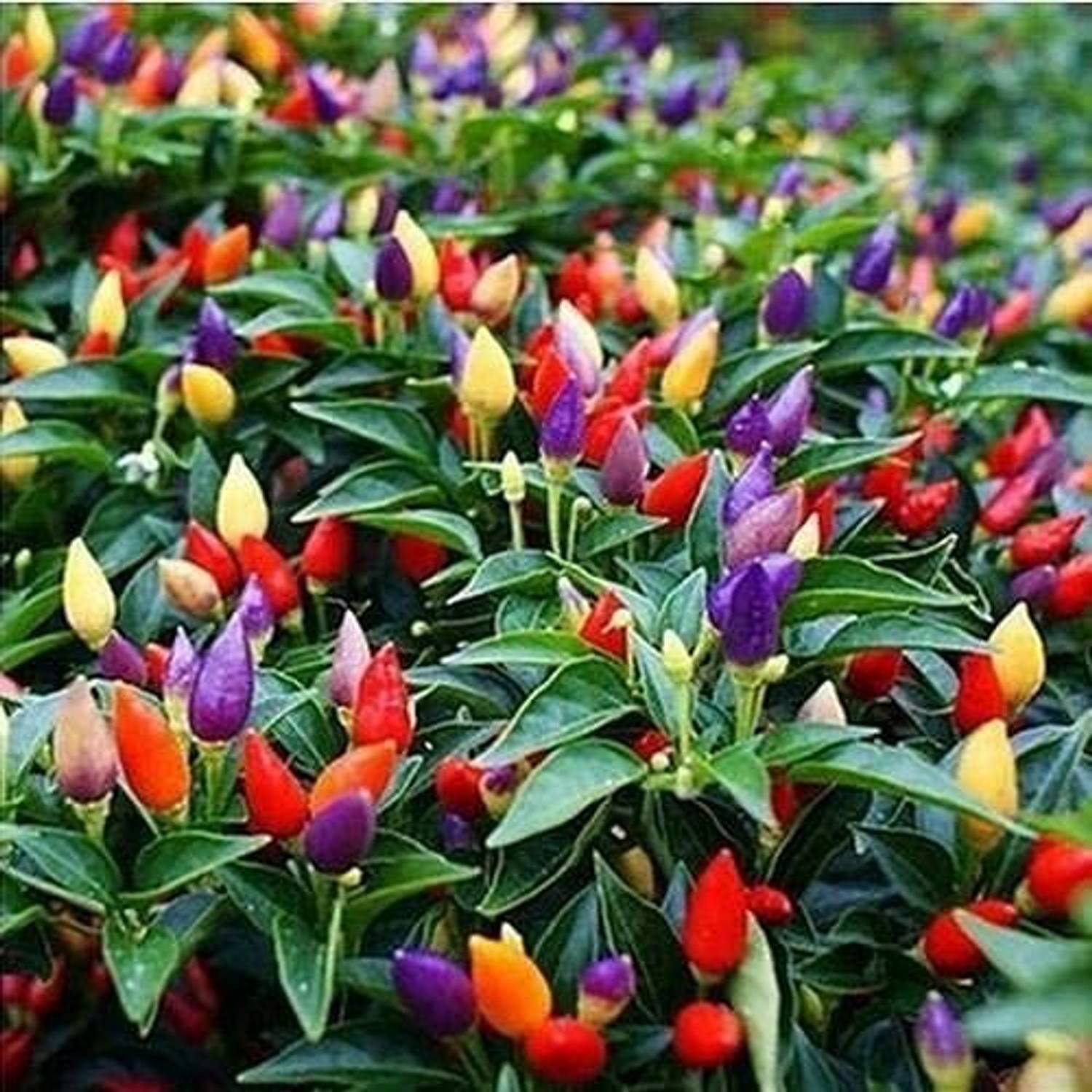 KANAYA Sweet Chilli Seed Price in India - Buy KANAYA Sweet Chilli