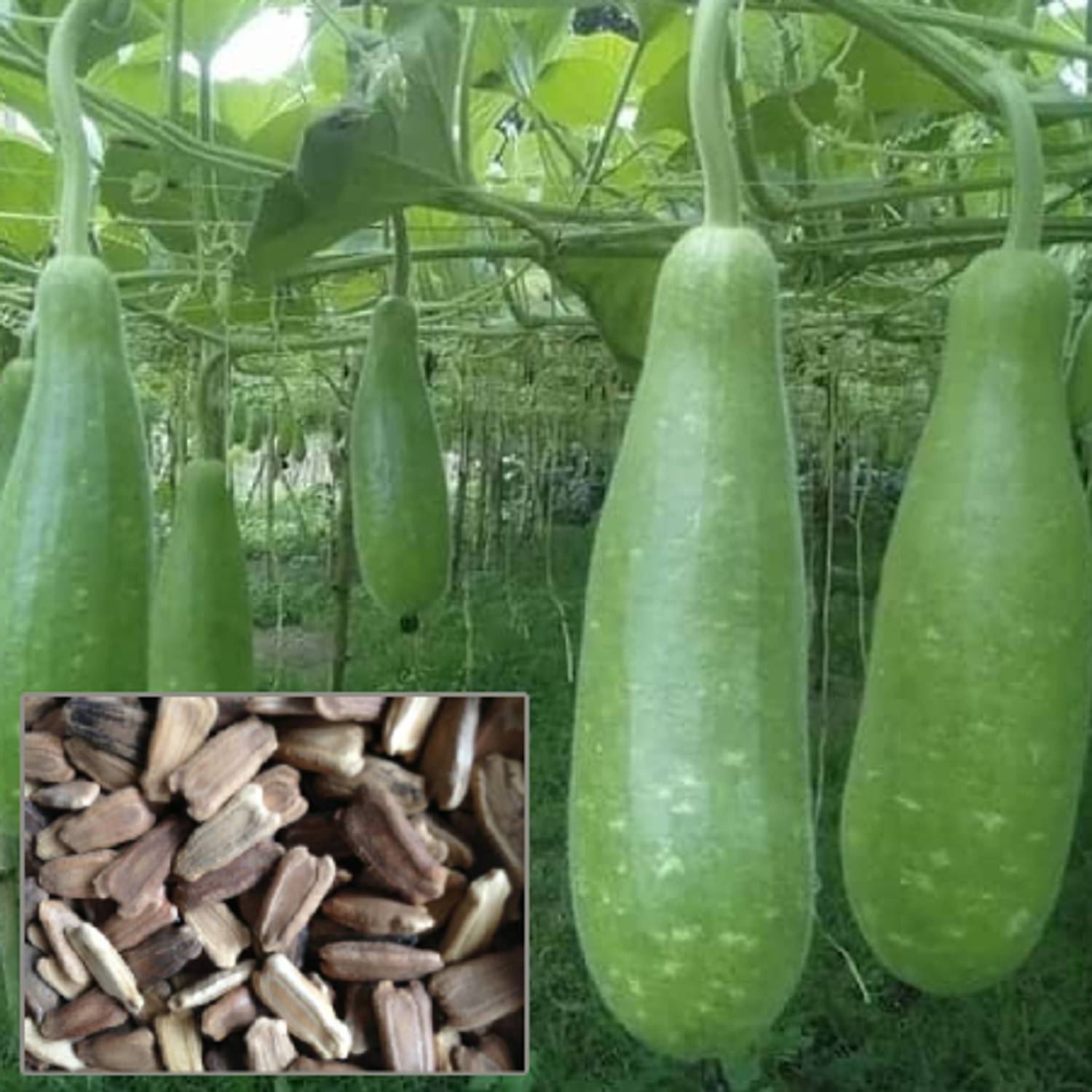 BDSresolve hybrid long bottle gourd seeds for plant/lauki seeds 15 Seed