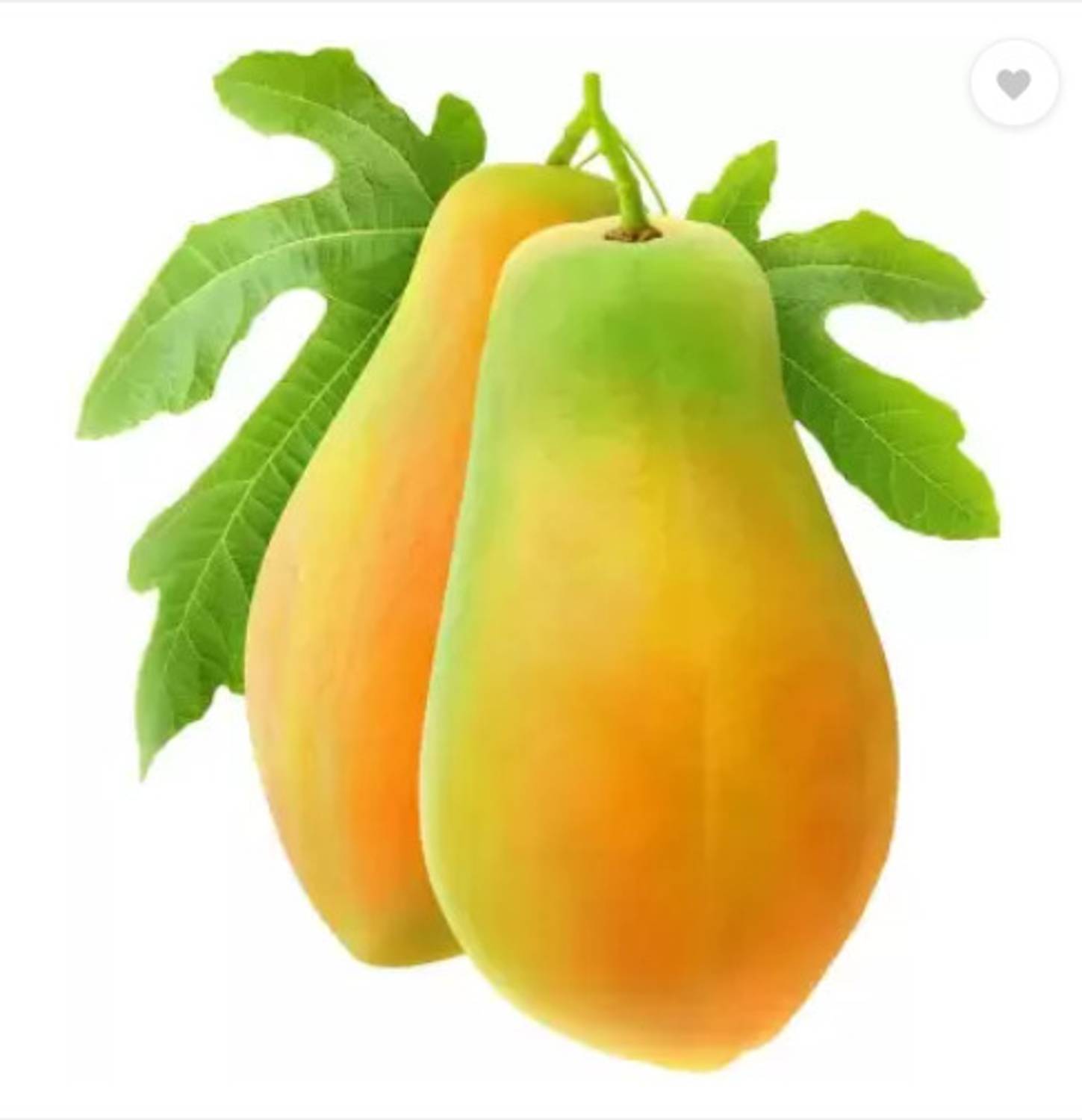 わわわ 108-papaya-f1-seed-108-per-