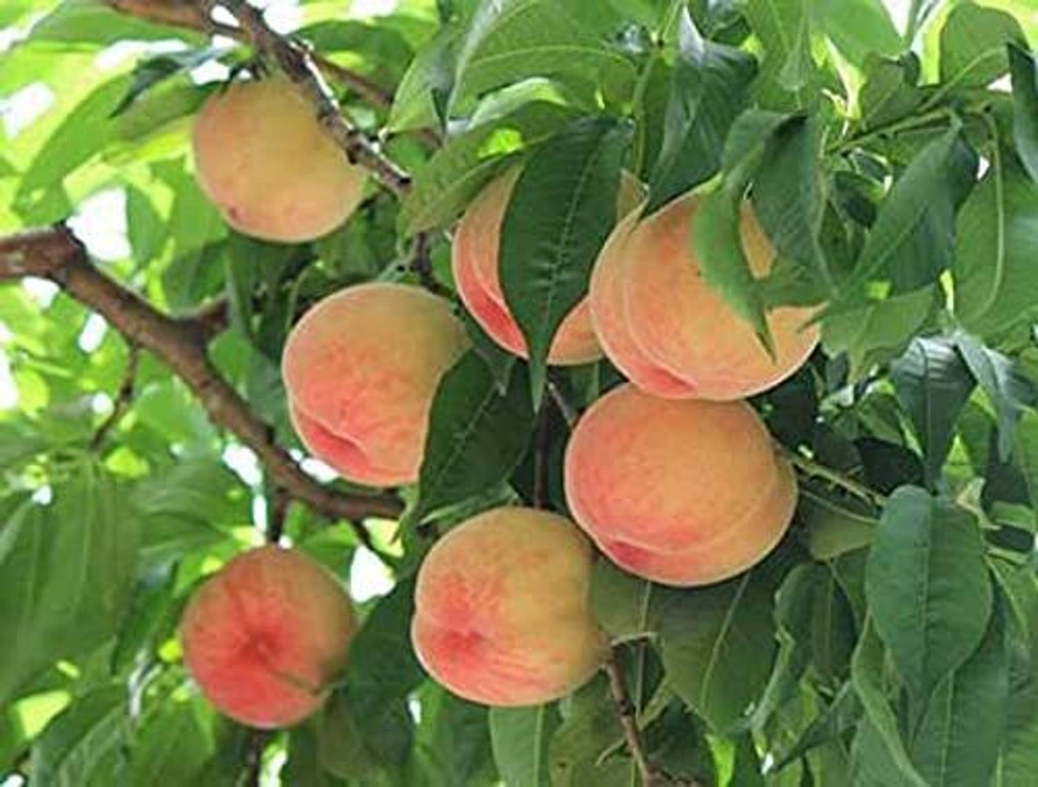 ACCELCROP Peach Dry Seed Price in India - Buy ACCELCROP Peach Dry